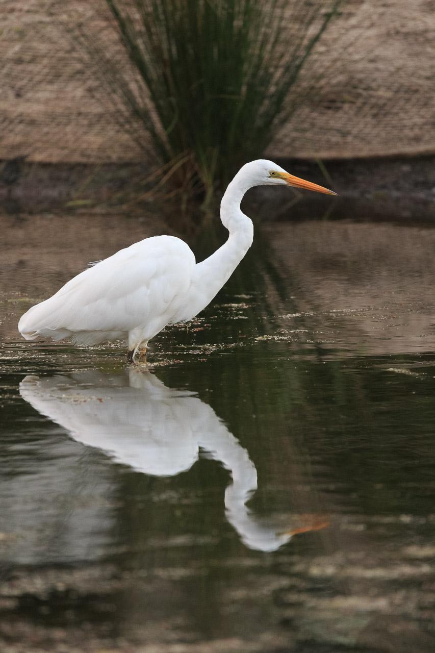 A Great Egret and its reflection as it wades through water. Behind it on a nearby bank is a spray of reeds.