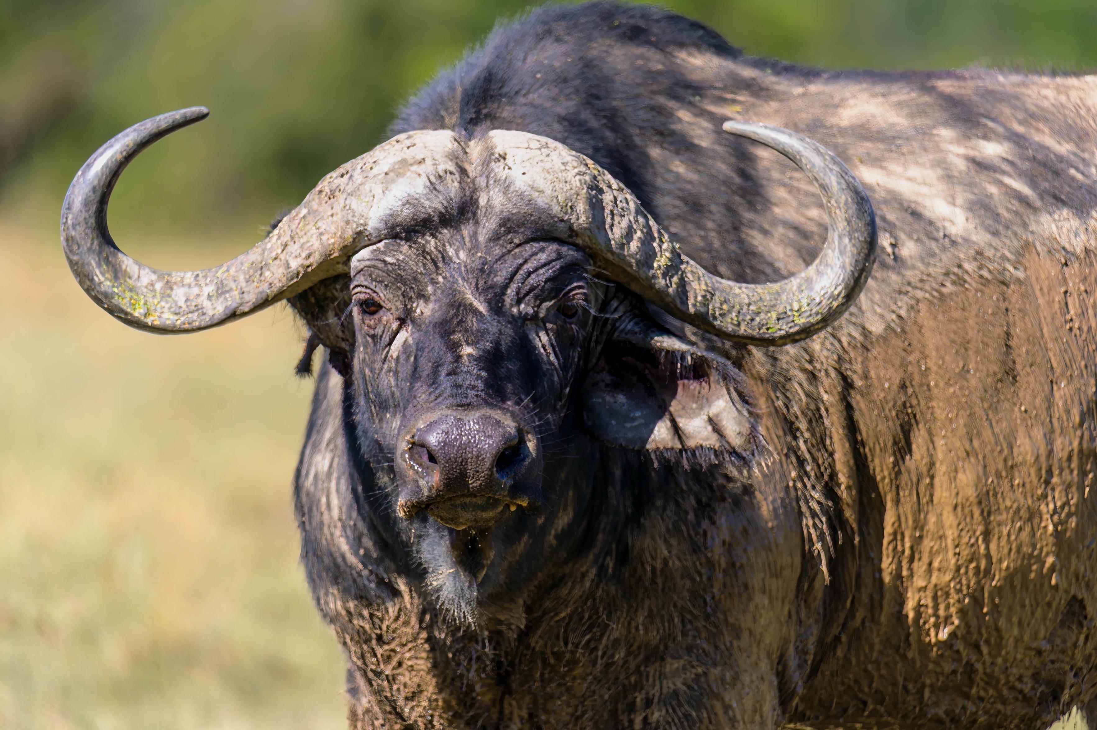 A close-up of a buffalo with large, curved horns and a muddy coat, set against a blurred natural background.