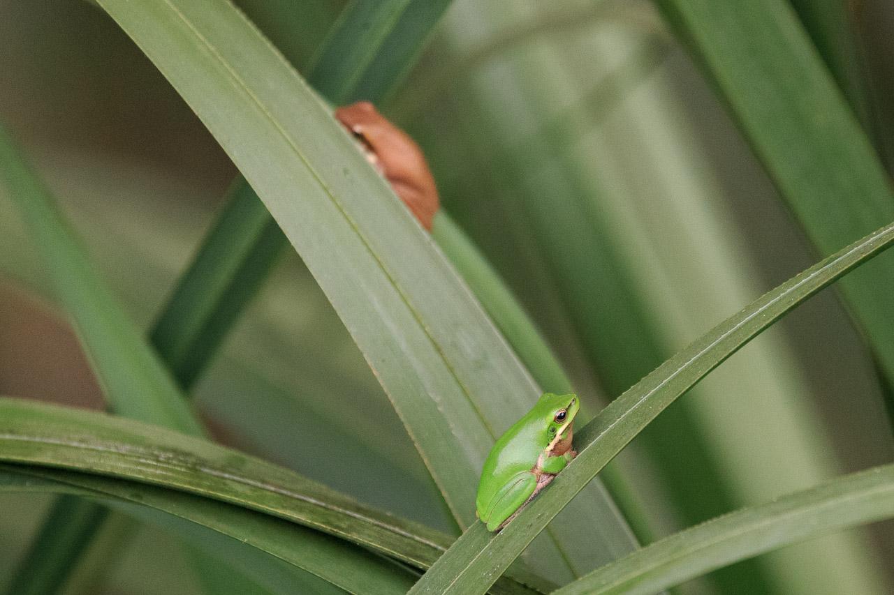 Two Eastern Dwarf Tree Frogs. One in the foreground, green, on a reed leaf that curves from bottom middle to right middle, and behind that, partially tucked behind a leaf, is a brown frog on a read leaf that curves from bottom middle to top left.