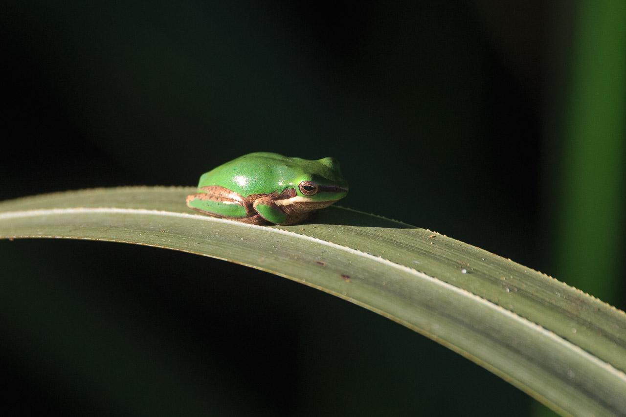 A tiny green Eastern Dwarf Tree Frog on a broad reed leaf, in the afternoon sun. It's just sitting there soaking up the warmth.