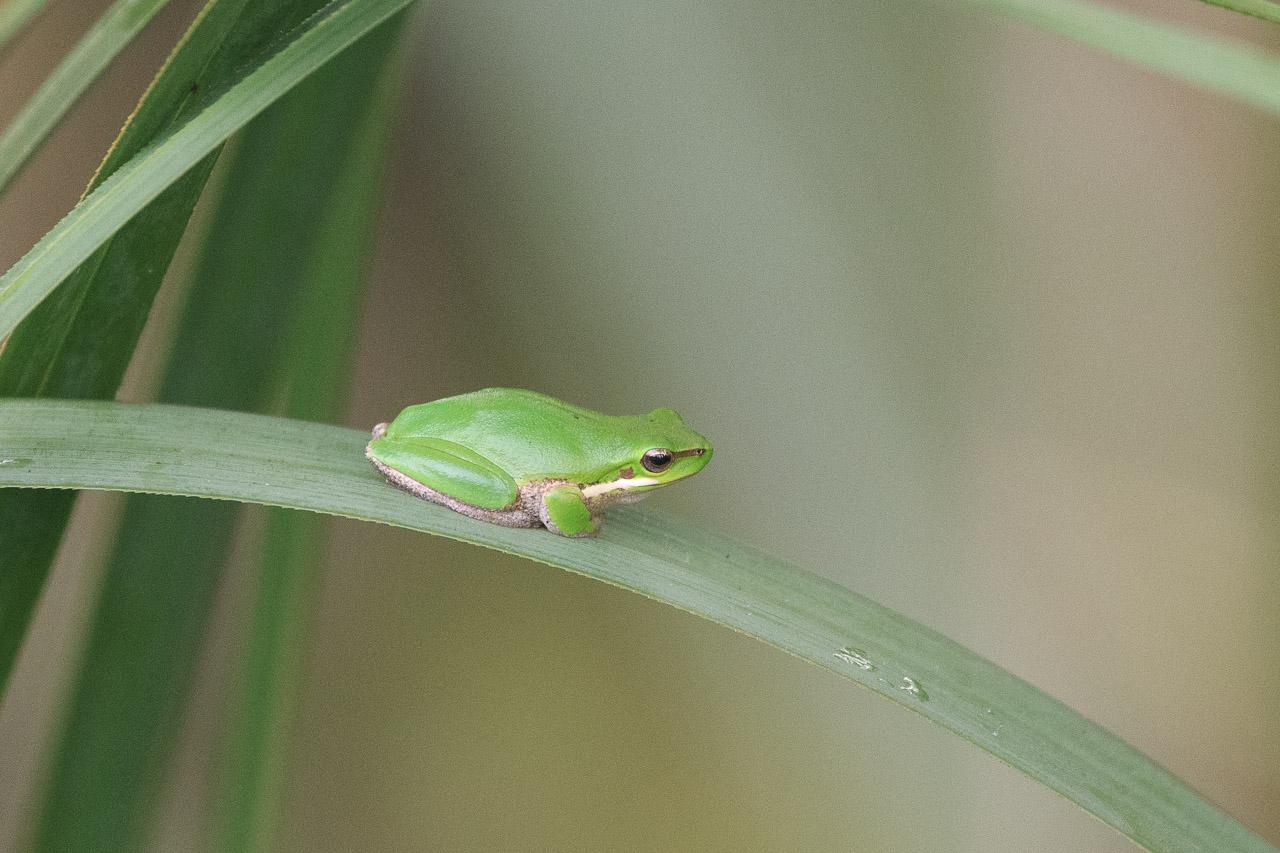 A single, green Eastern Dwarf Tree Frog on a reed leaf. The leaf curves down from mid-left to bottom right. The frog is facing right, and has tilted its head up a bit.
