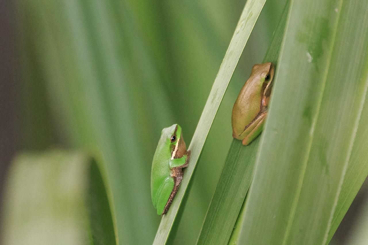 Two tiny frogs on some reeds. The left on is green, while the right one is more of a dark olive green. Both are facing upwards and have their little legs tucked under them like tiny frog loaves.