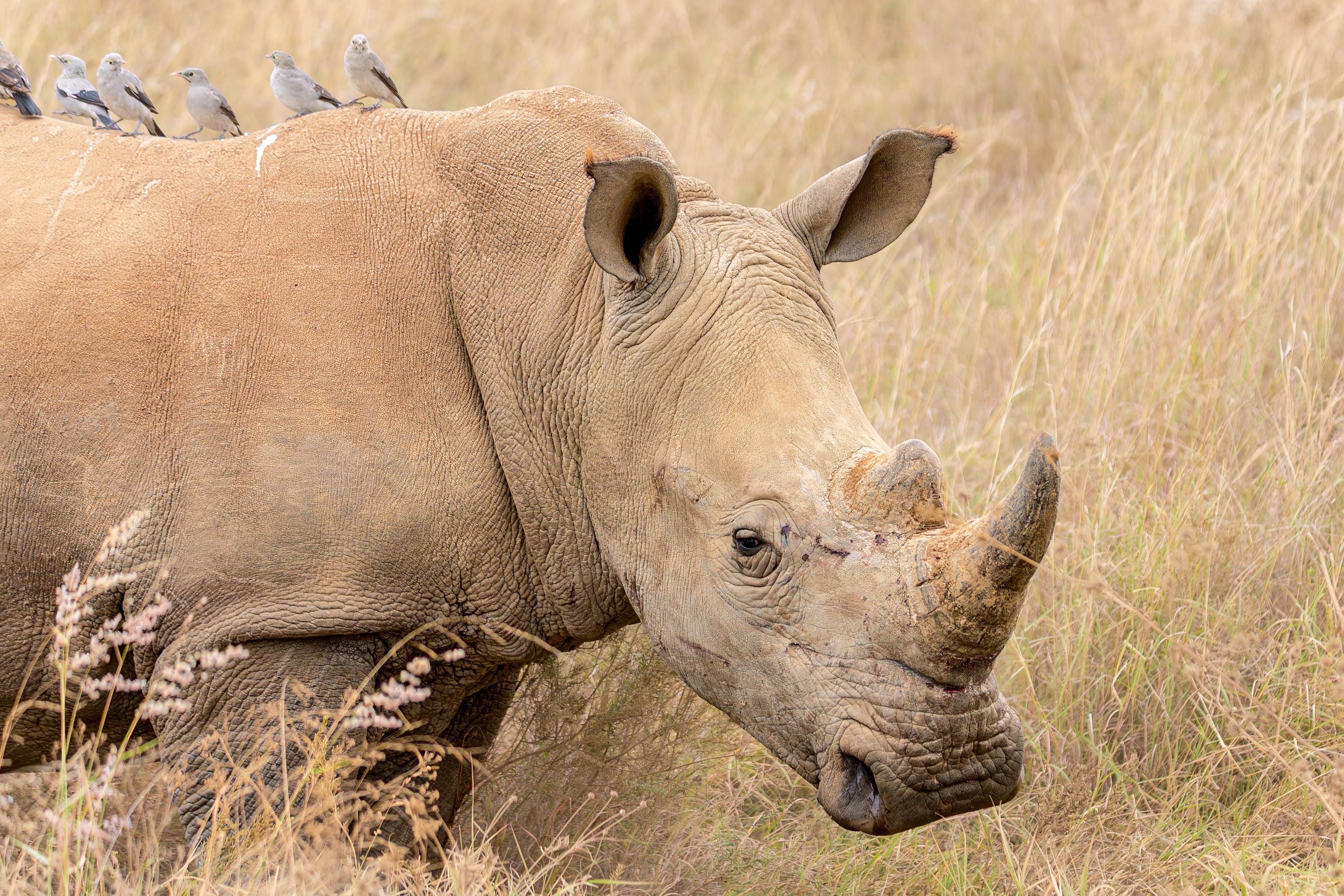 A close-up of a rhinoceros in a grassy field, with several small birds perched on its back. The rhinoceros has visible wrinkles and scars, and the surrounding landscape is sparse with tall grass.