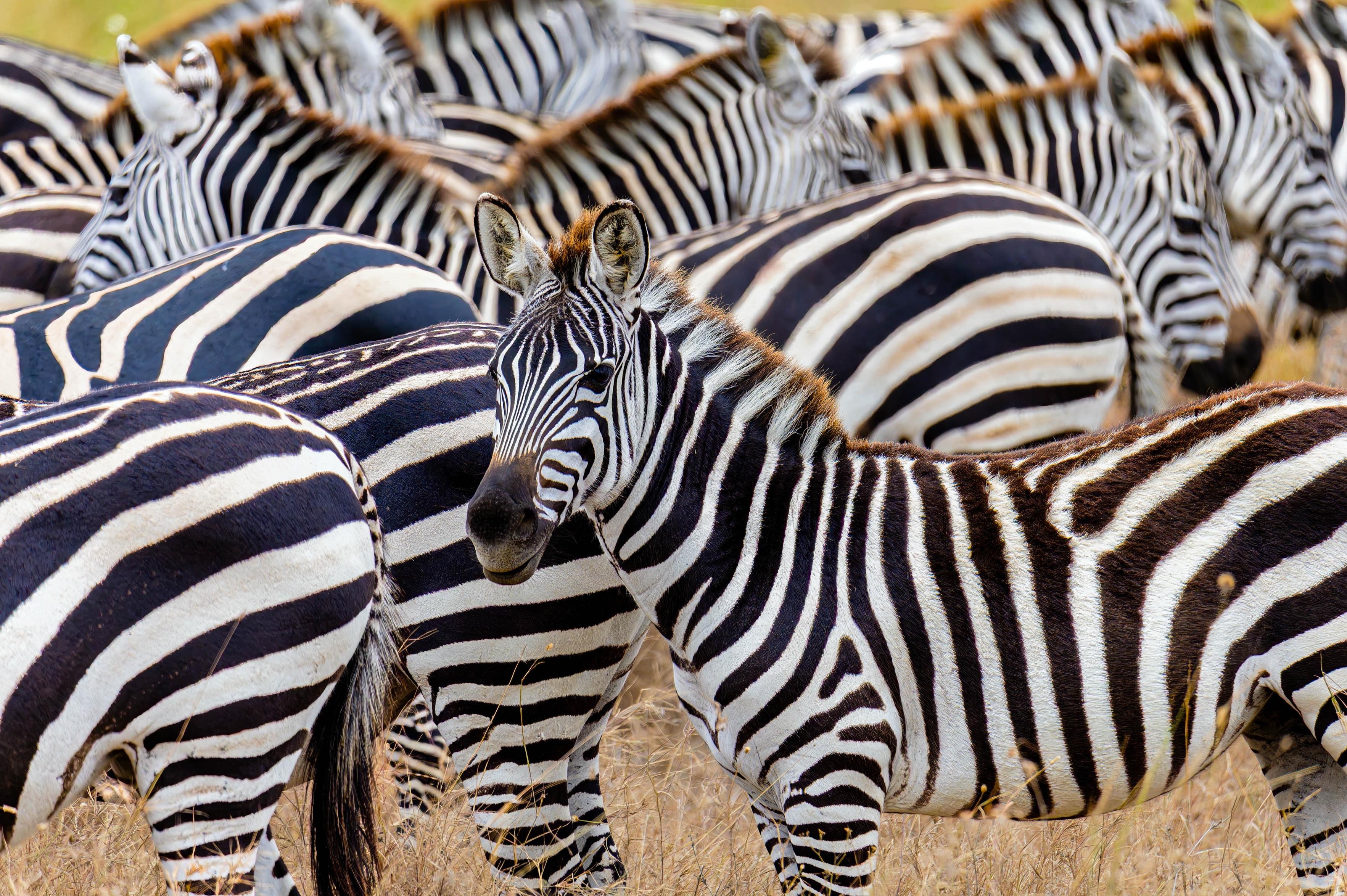 A dense herd of zebras with distinctive black and white stripes, partially obscured by others, in a grassy landscape.