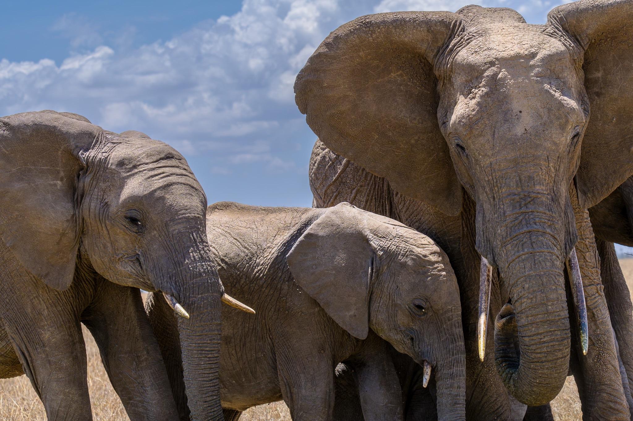 A group of four elephants, including one adult and three younger ones, is gathered together in a grassy area. The scene is set under a partly cloudy sky.