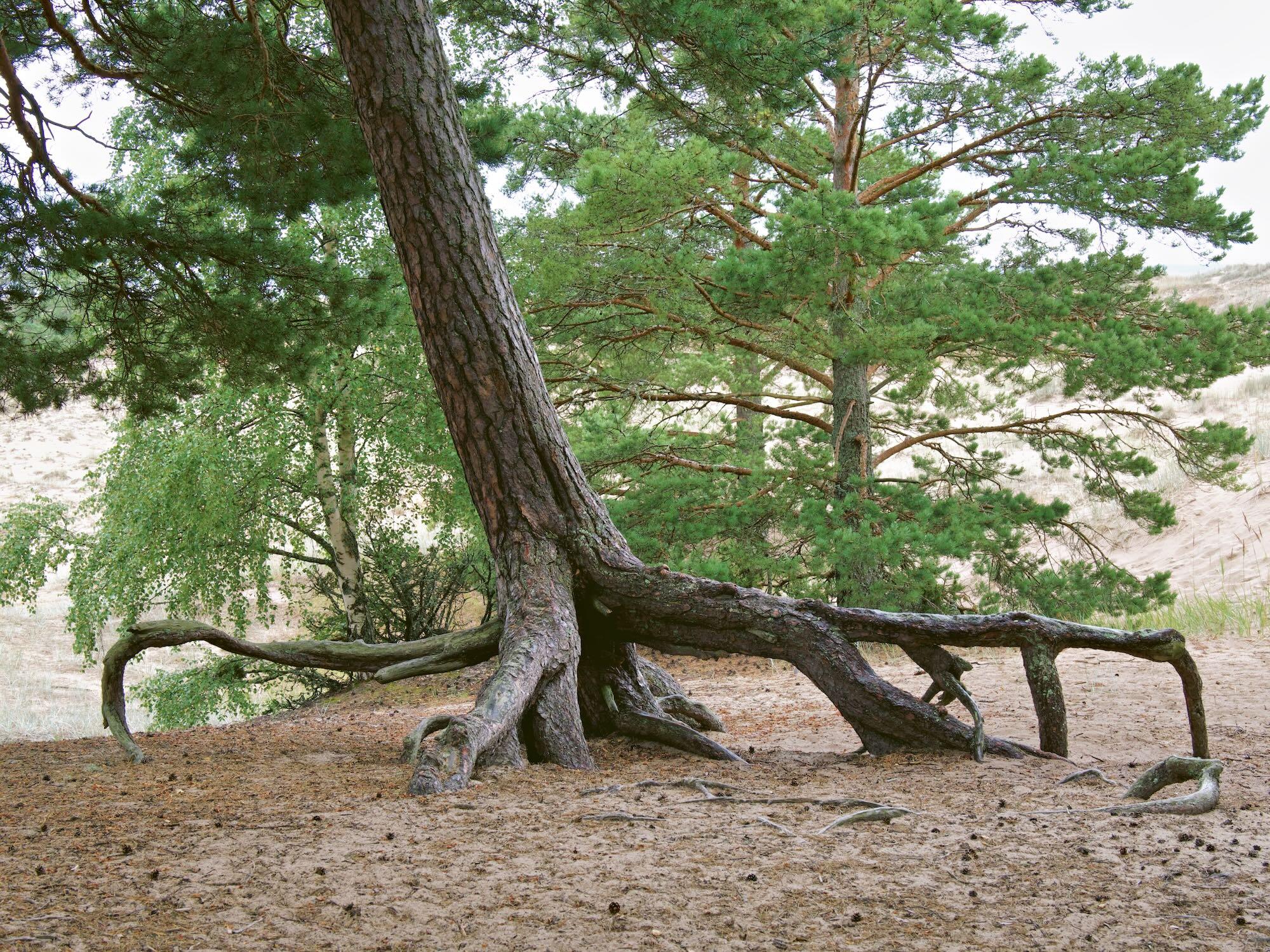 A large pine tree stands in the foreground, its trunk leaning slightly and its thick roots spreading widely across the sandy ground.
Several long, low branches extend horizontally from the trunk, creating an unusual, sculptural shape.
Behind it are additional pine and birch trees with dense green foliage.
Pale sand dunes surround the trees, suggesting a coastal or dune landscape.
The scene is calm and natural, with the sprawling roots and branches dominating the composition.