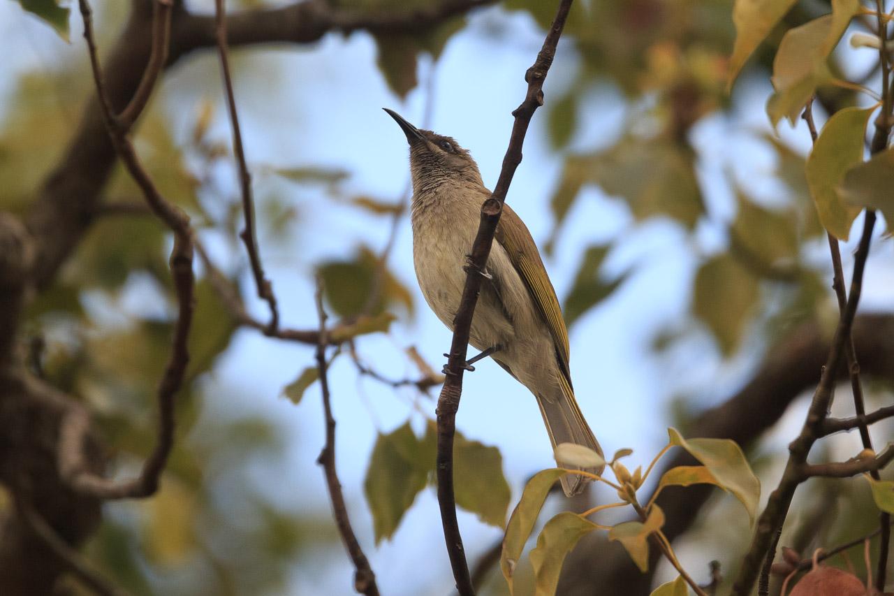 A small honeyeater on a thin branch. Despite the name, it has a more olive top than brown and the underside is more a light grey.