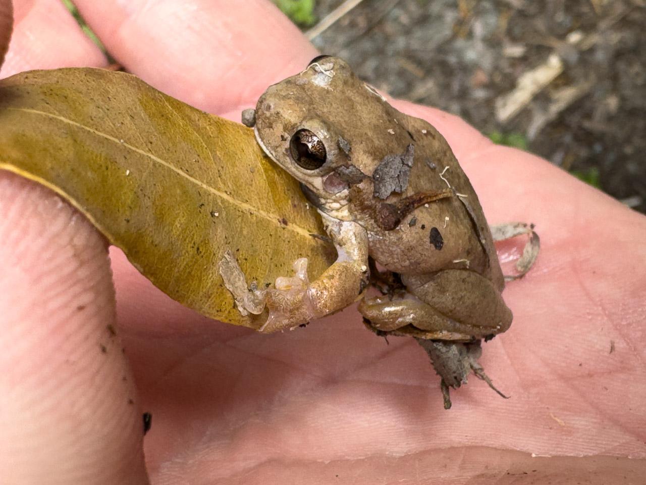 A tiny light brown frog clinging to a dry eucalyptus leaf that I'm holding. It has gold eyes, and is a bit covered in detritus from having jumped down on to the ground.