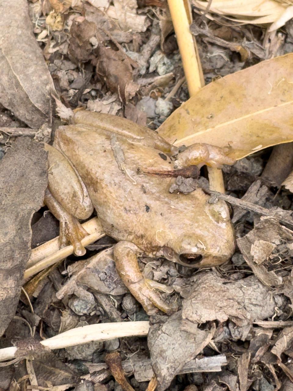 Top down view (on the ground) of the Slender Bleating Tree Frog. Their colour makes them blend in pretty well with the dried leaves and other stuff on the ground. It took me a good minute to find again after losing sight of him.