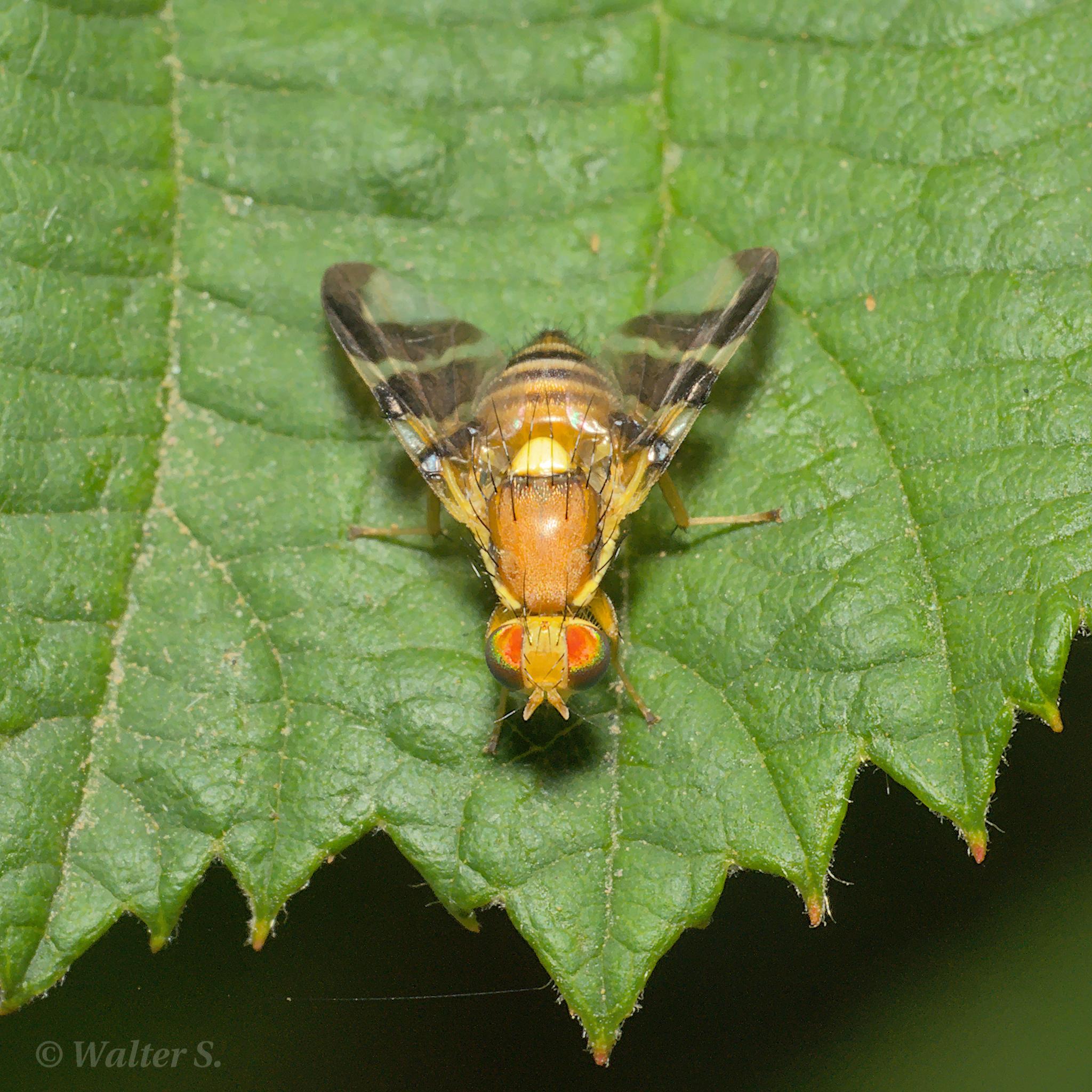 A yellow fly with striped abdomen ad wings.