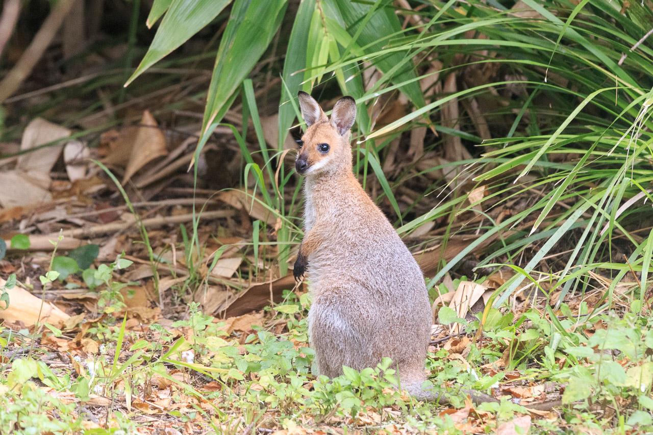 A small brown wallaby standing upright. It has reddish fur around the neck and face and on the forearms. The tips of its ears (which are sticking up) are black.