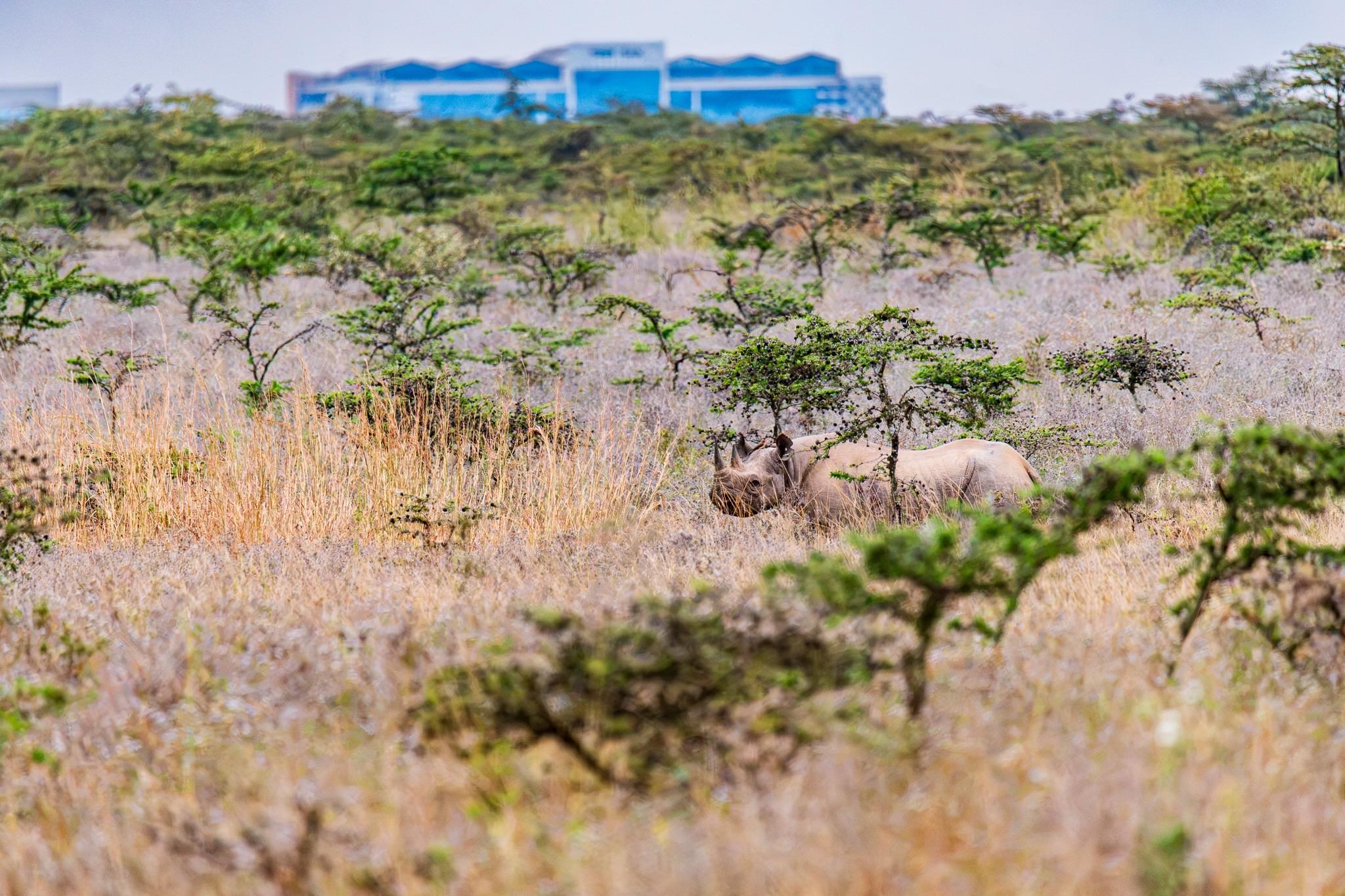 The image shows a rhinoceros partially hidden among shrubs and grass in a savanna landscape, with modern buildings visible in the background.