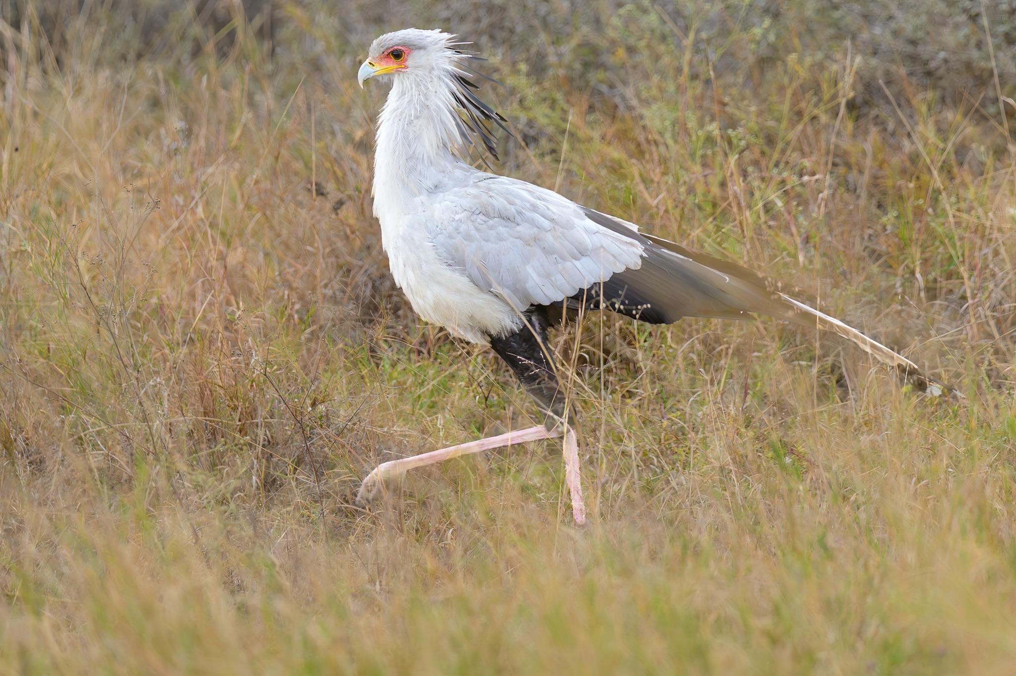 A secretary bird walking through tall grass, displaying its distinctive long legs, white plumage, and unique crest of feathers on its head.