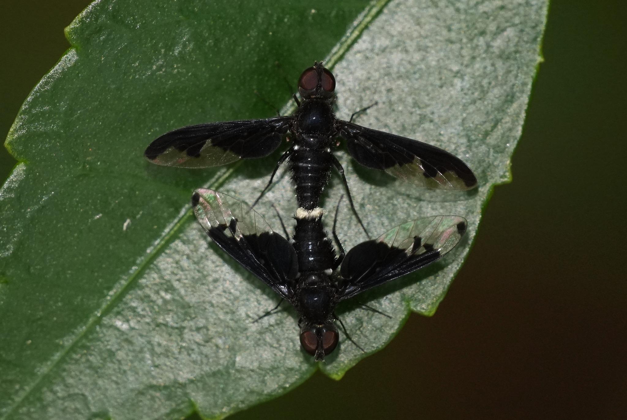 A pair of mating flies on a leaf, facing away from each other with the hindparts attached. The flies are black, with dark red eyes and transparent wings with black patches covering the top halves.