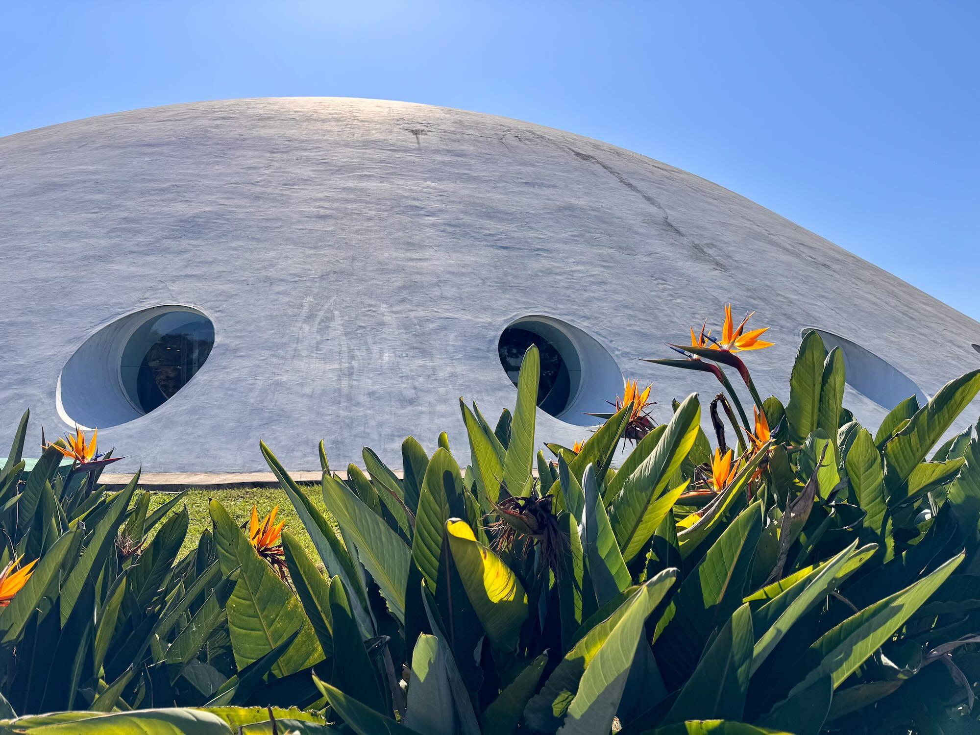 A large, smooth, pale-gray curved building fills the background beneath a clear blue sky.
Two oval, dark-glass windows are set into the building’s rounded facade.
Dense tropical foliage with broad green leaves fills the foreground.
Several bright orange bird-of-paradise flowers rise above the leaves, creating vivid accents.
The contrast between the minimalist architecture and lush vegetation gives the scene a striking, modern character.
