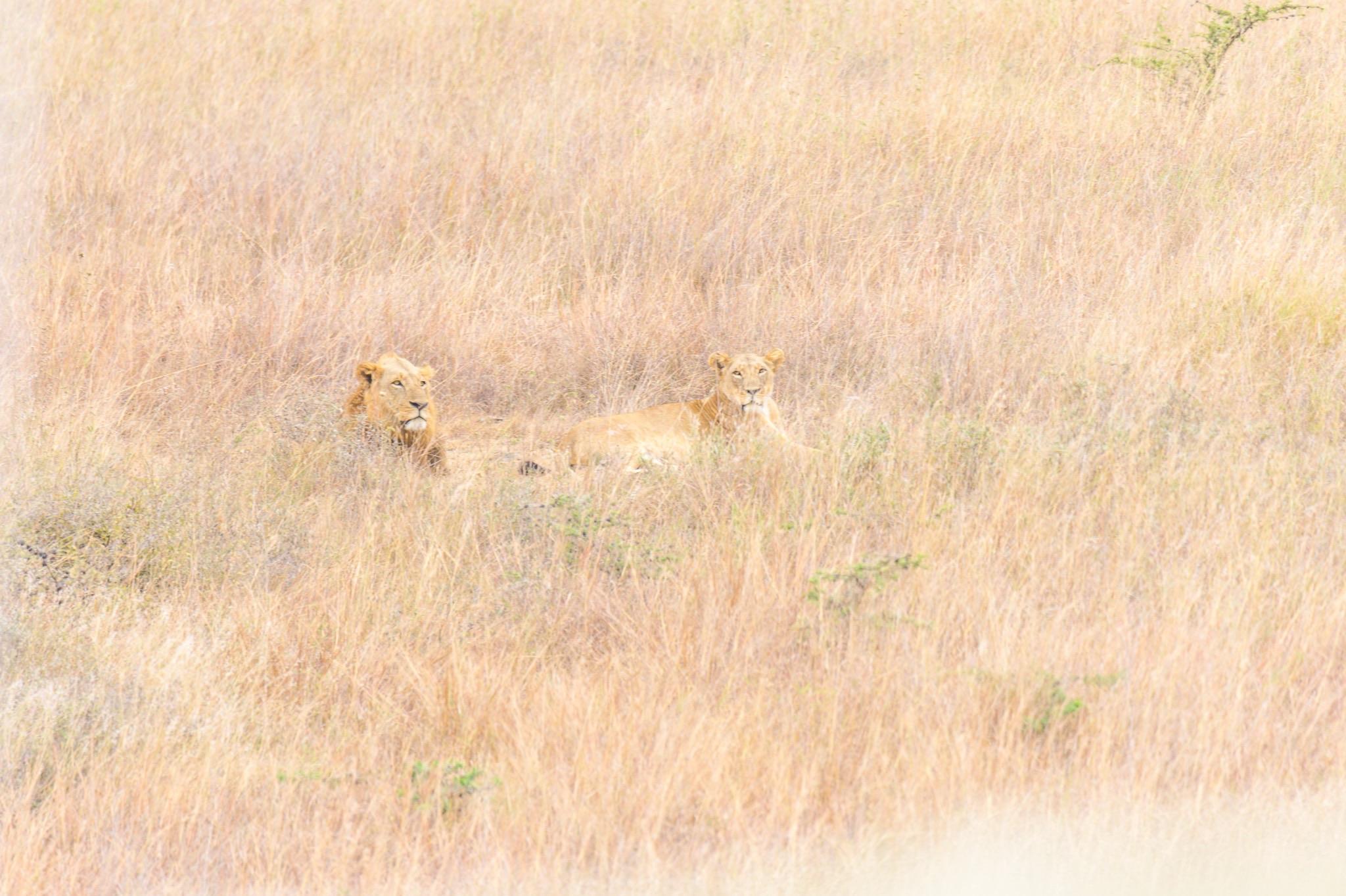 Two lions are resting in a field of tall, dry grass. The lions appear relaxed and are partially camouflaged by their surroundings.