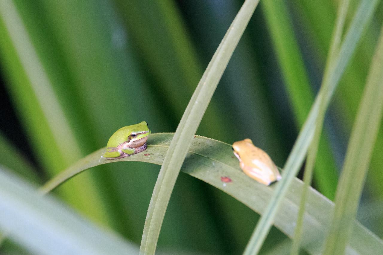 Two tiny frogs on a reed leaf. The leaf curves like a long bridge. On either side of the apex sits a frog, and they're on opposite sides of the central rib, like they're in opposing lanes.