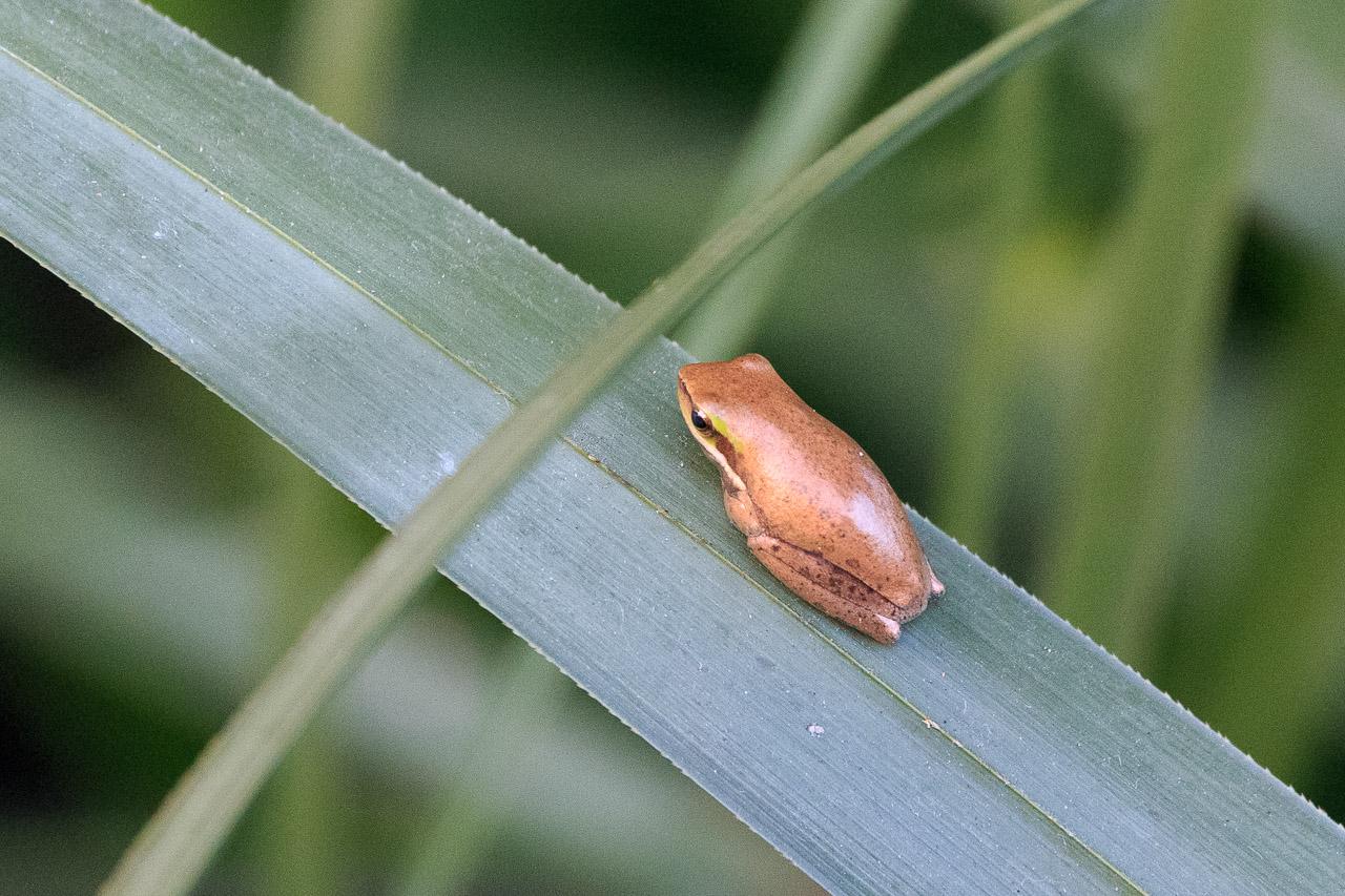 A tiny brown frog on a broad reed leaf.