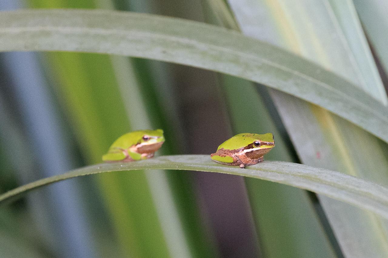 Two tiny green frogs on a reed leaf positioned such that they're following each other but with a frog's length between them.