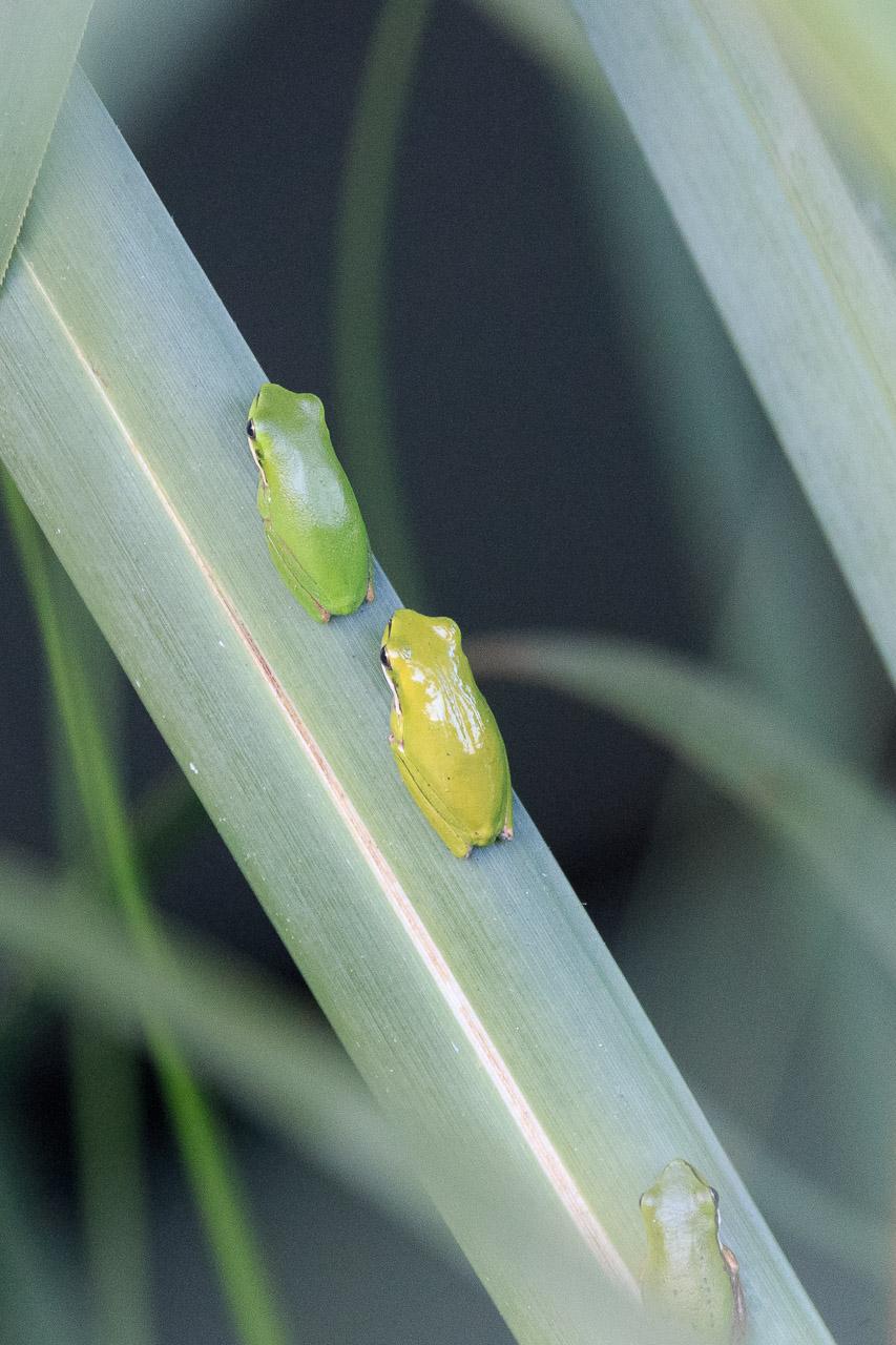 Three tiny frogs in shades of green on the same mostly vertical reed leaf. The bottom most frog, is partly clipped in the frame and partially obscured by a nearer leaf.