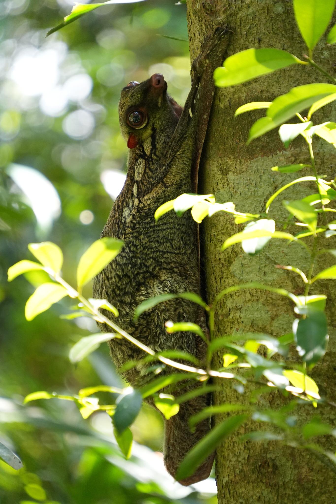 A medium-sized mammal clinging vertically upwards on the side of the tree. It is brown with a pattern of dark lines running across the body. A flap of skin extends from the front to the rear legs. It has large eyes and looking at the camera from the side.