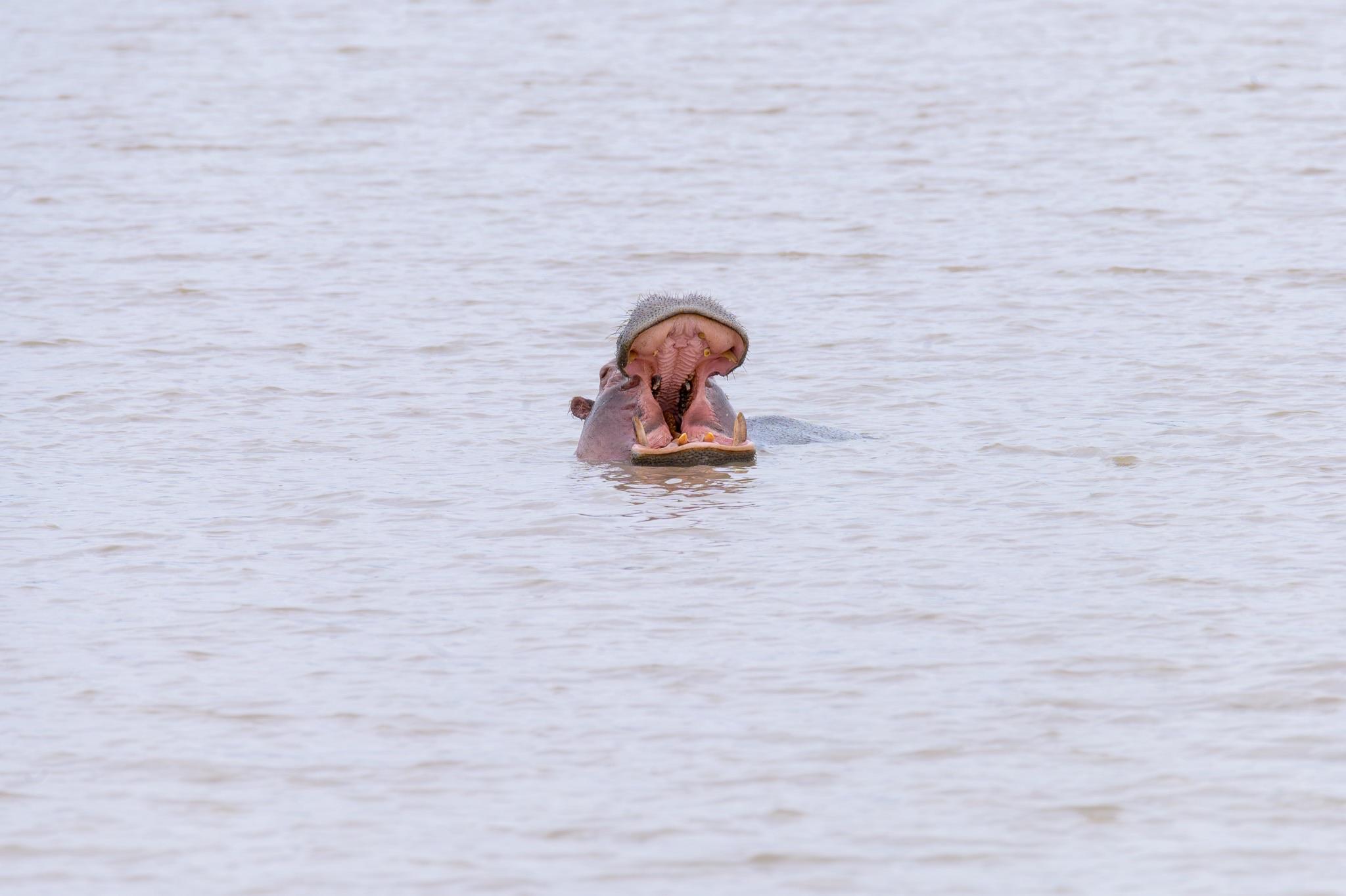 A hippopotamus partially submerged in water, with its mouth wide open, revealing its large teeth. The scene has a calm water surface and a muted color palette.