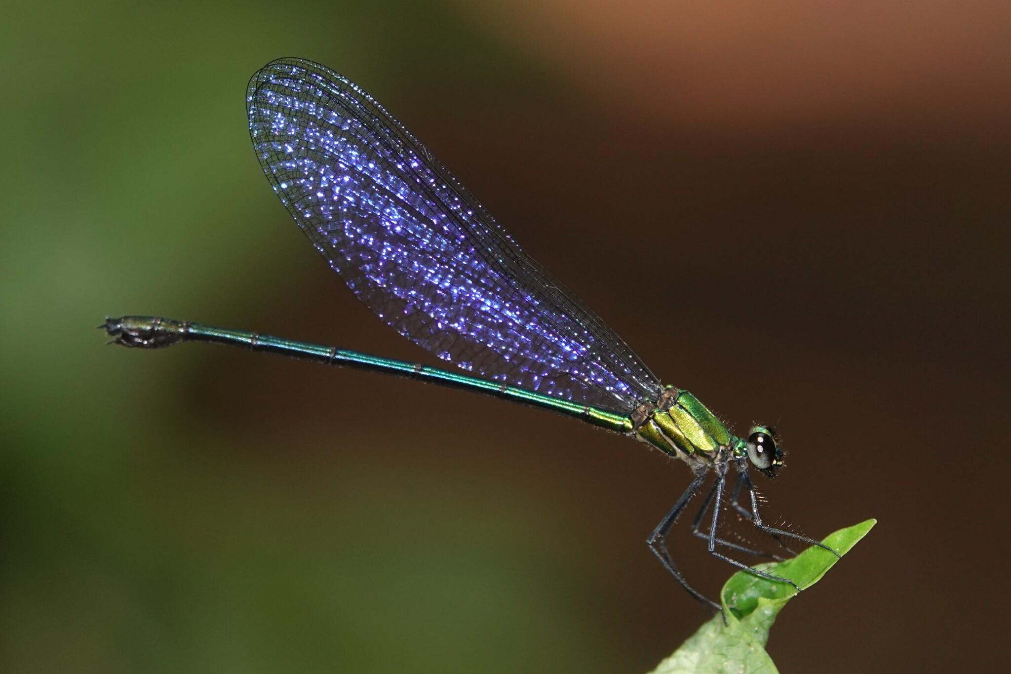 Side profile of a large damselfly perched on a leaf. The body is bright green with a blue abdomen. The transparent wings are folded back behind the body above the abdomen, with sparking purple reflections from the camera flash.