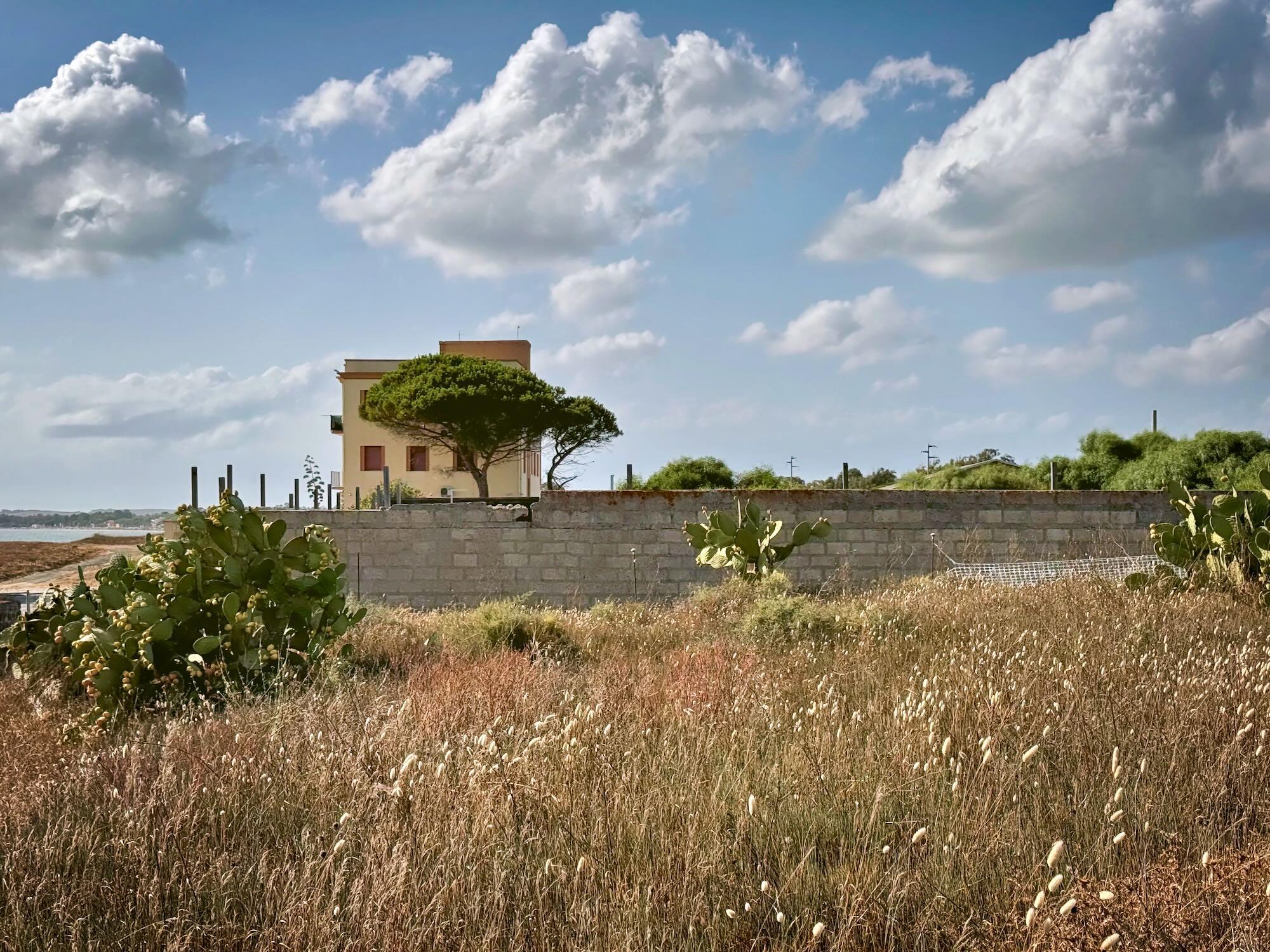 A quiet coastal landscape with a large field of dry golden grasses and scattered prickly-pear cactus in the foreground.
A low stone wall stretches across the scene, separating the field from a simple cream-colored house.
A broad, umbrella-shaped pine tree stands prominently beside the house.
Beyond the wall, green vegetation and a glimpse of the sea extend toward the horizon.
A bright blue sky filled with large white clouds creates a peaceful contrast with the warm, sunlit landscape.