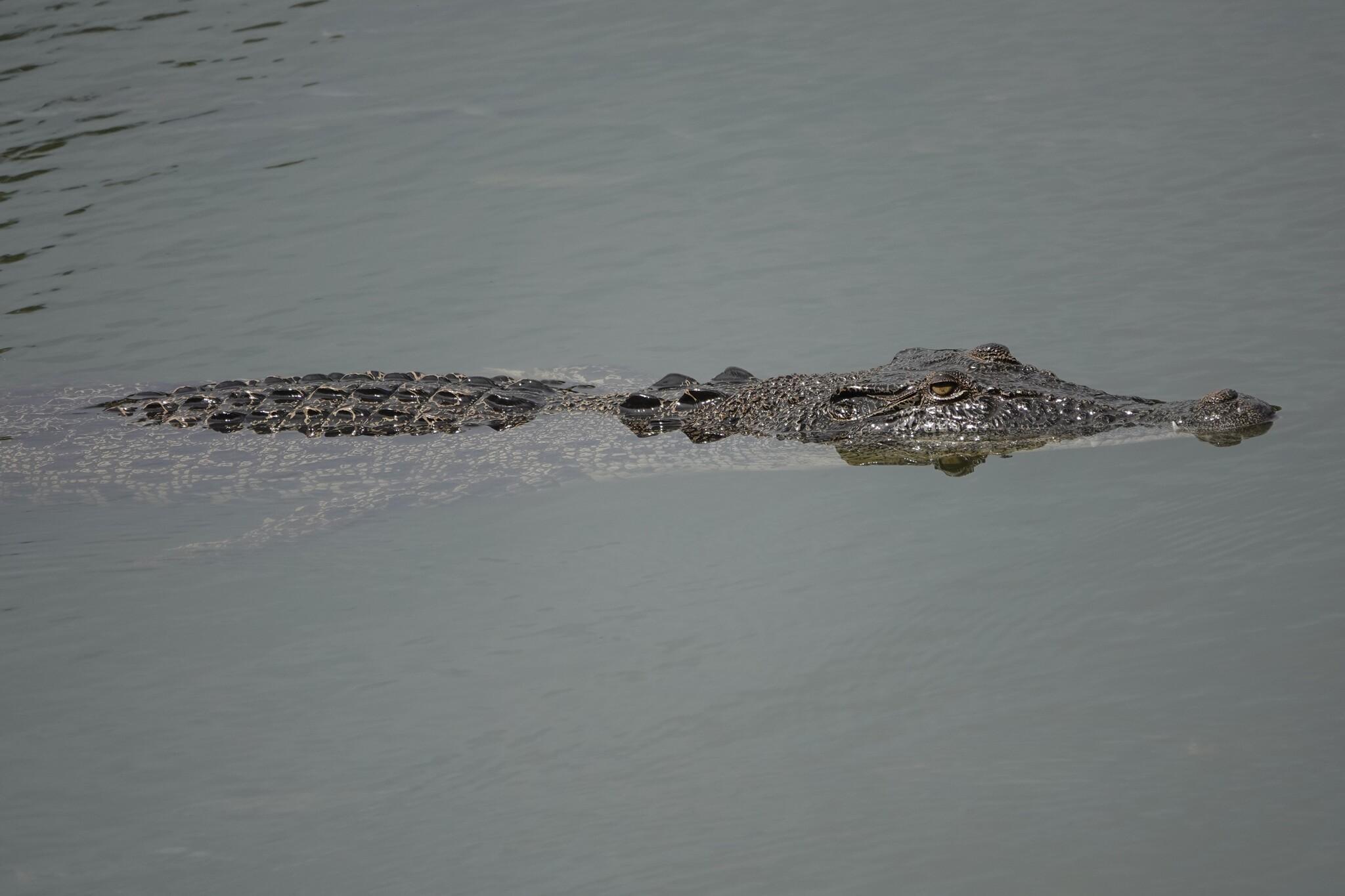 A picture of a crocodile floating in the water. The upper half of the head and the body are visible.