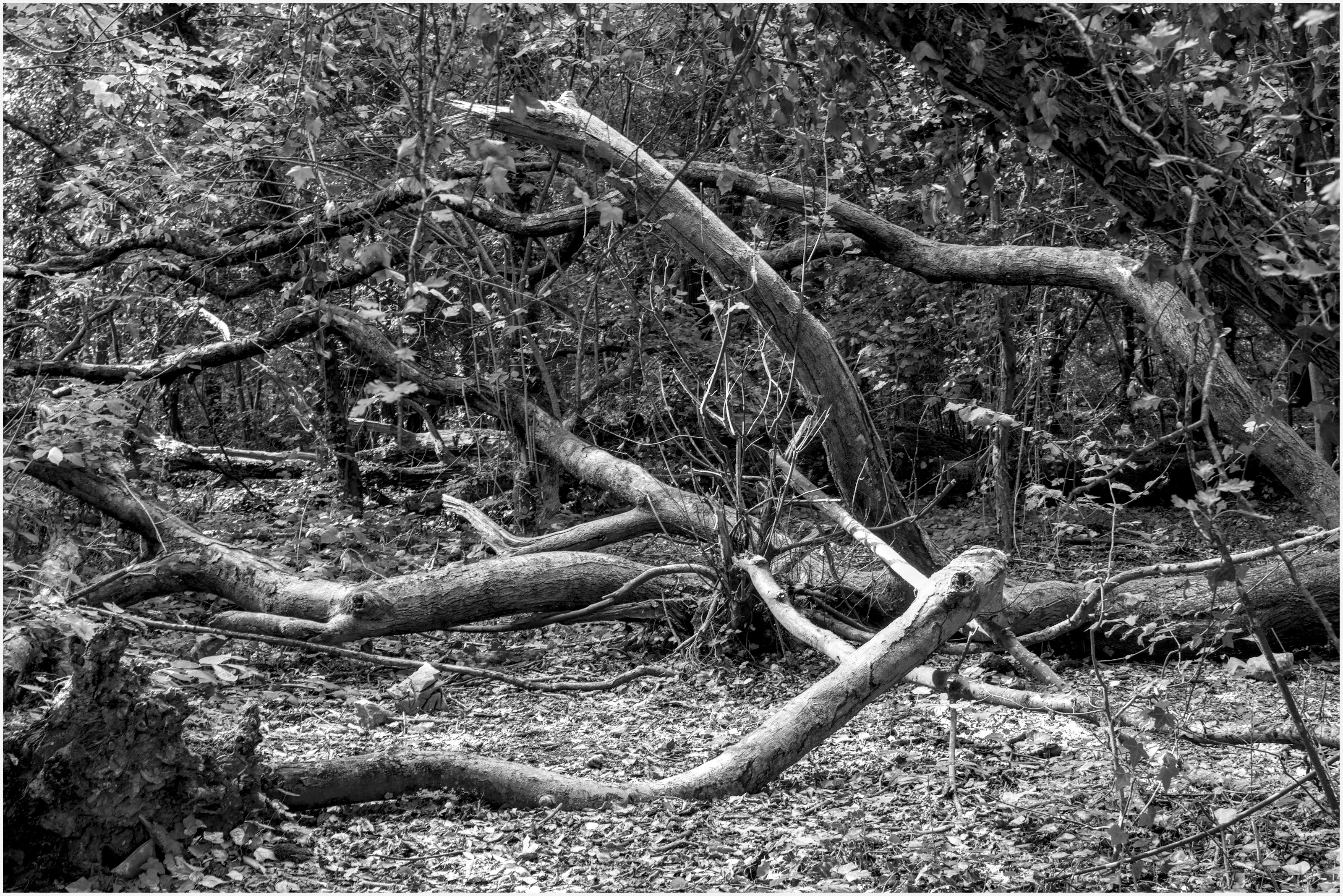 A black and white photograph of part of the interior of Weston Wood.
The woodland seems to have suffered this summer and to my eye it's as if Autumn has arrived early this year, although I believe this is due to the trees sheeding leaves to conserve water during the recent heatwaves. Some trees have even expired under the difficult circumstance of life in this wood.