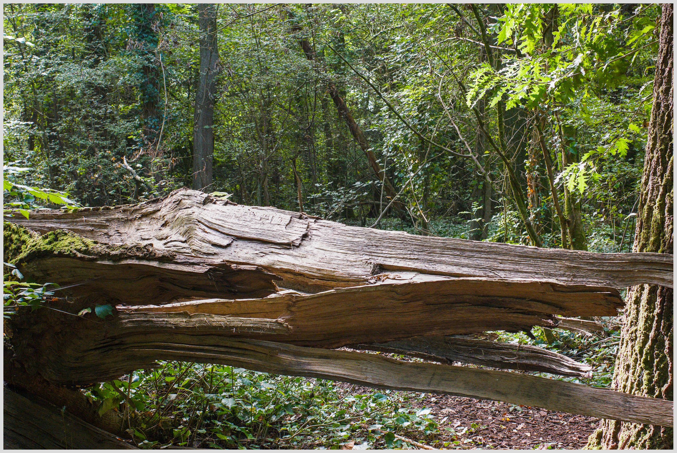 A colour photograph of part of the interior of Weston Wood.
A tree has succumbed to conditions in the wood,
Having fractured near it's base the trunk now lies as if a giant splinter and is already decaying and contributing, again, to, hopefully, the continuation of the woodland