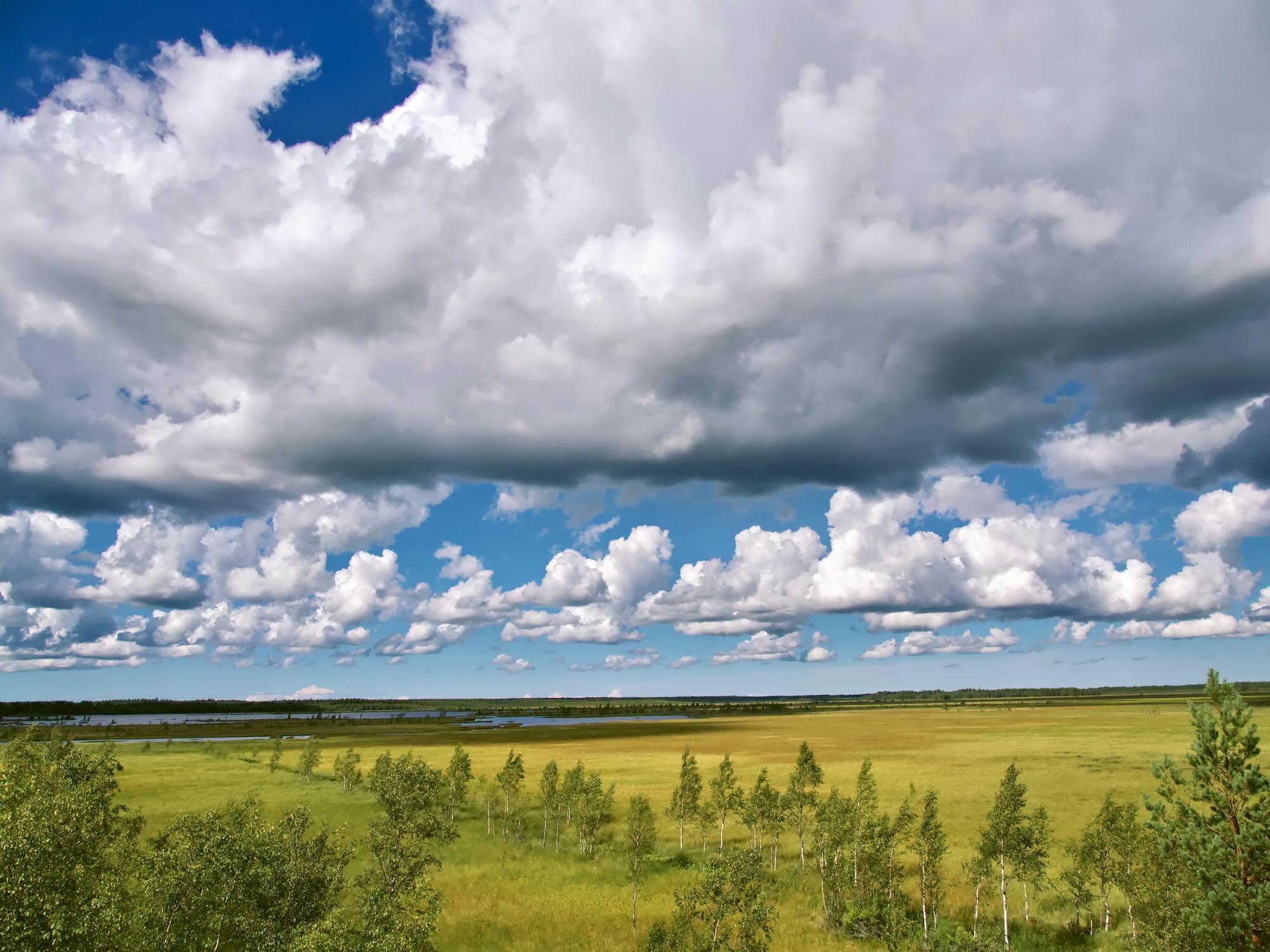 A vast Finnish landscape stretches beneath a dramatic sky filled with towering white and gray clouds.
Golden-green fields occupy the middle ground, crossed by a line of slender birch trees.
Shallow wetlands and reflective pools extend toward a flat, forested horizon.
The intense blue sky and shifting cloud shadows create strong contrasts of light and color across the land.
The scene conveys a sense of openness, stillness, and immense natural space.
