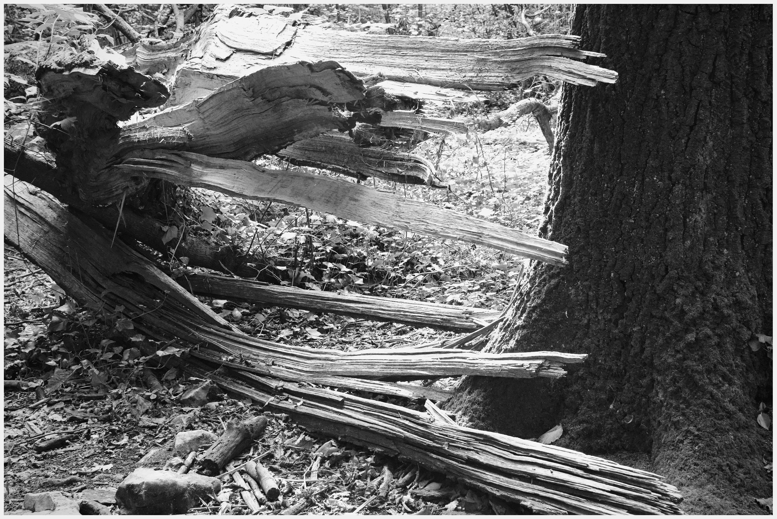 A black and white photograph of part of the interior of Weston Wood.
A tree has  been brutally rended apart and fallen to the ground next to a, still standing, neighbouring tree.