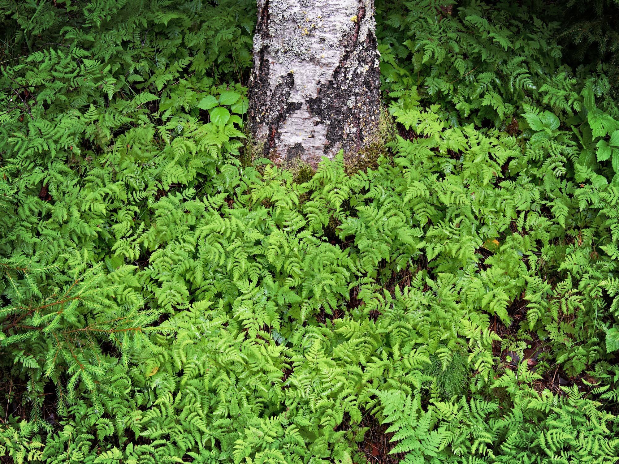A birch tree trunk rises through a dense carpet of bright green ferns in a Finnish forest.
The pale, textured bark is heavily covered with dark lichen and moss, creating a strong central vertical form.
Fern fronds overlap in layers, filling almost the entire frame with intricate patterns and textures.
Spruce branches enter from the lower left, adding a contrasting evergreen texture.
The intimate composition emphasizes the richness, repetition, and vitality of the forest floor.