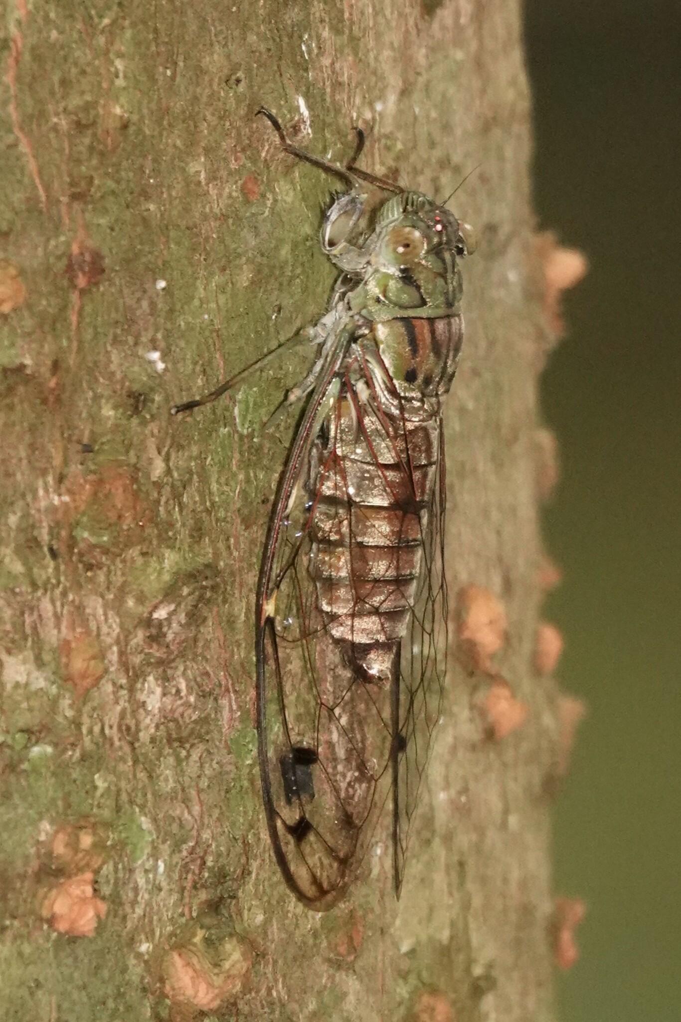 A large insect clinging vertically upwards on the trunk of the tree. It has a light green head and a light brown body. It has transparent wings with the veins on the wings lined in black.