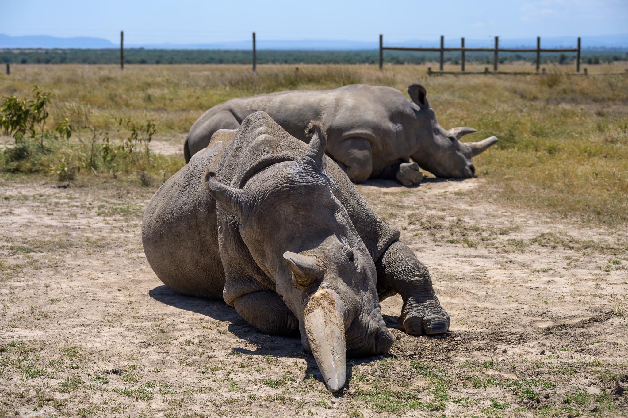 Two rhinoceroses resting on a grassy, dry landscape under a clear blue sky. One rhino is lying on its side, while the other is positioned behind, partially hidden. Fencing and distant hills are visible in the background.