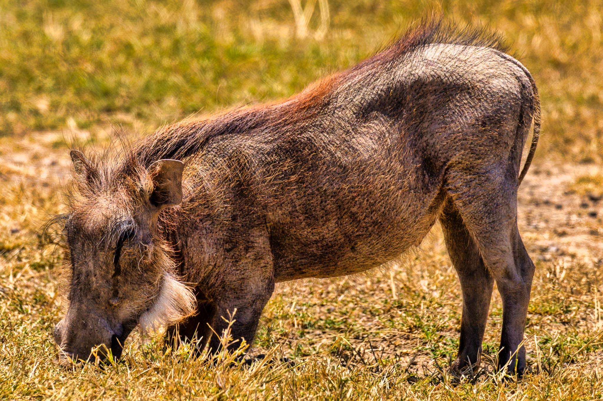 A wild boar is grazing in a grassy field. The animal has a coarse, dark brown coat with some lighter hair, and it features prominent tusks and a distinctive face. The background is a blurred mix of green and golden grass.
