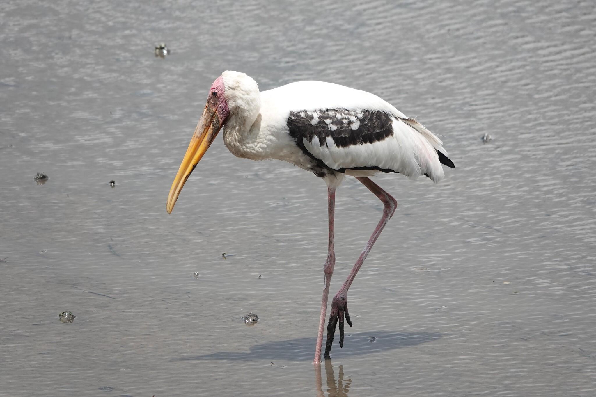 A large stork walking through a shallow pond. The head is bald and pink, with a long yellow beak. The feathers are white, with a band of black feathers on the wings. The pinkish legs are long and thin.