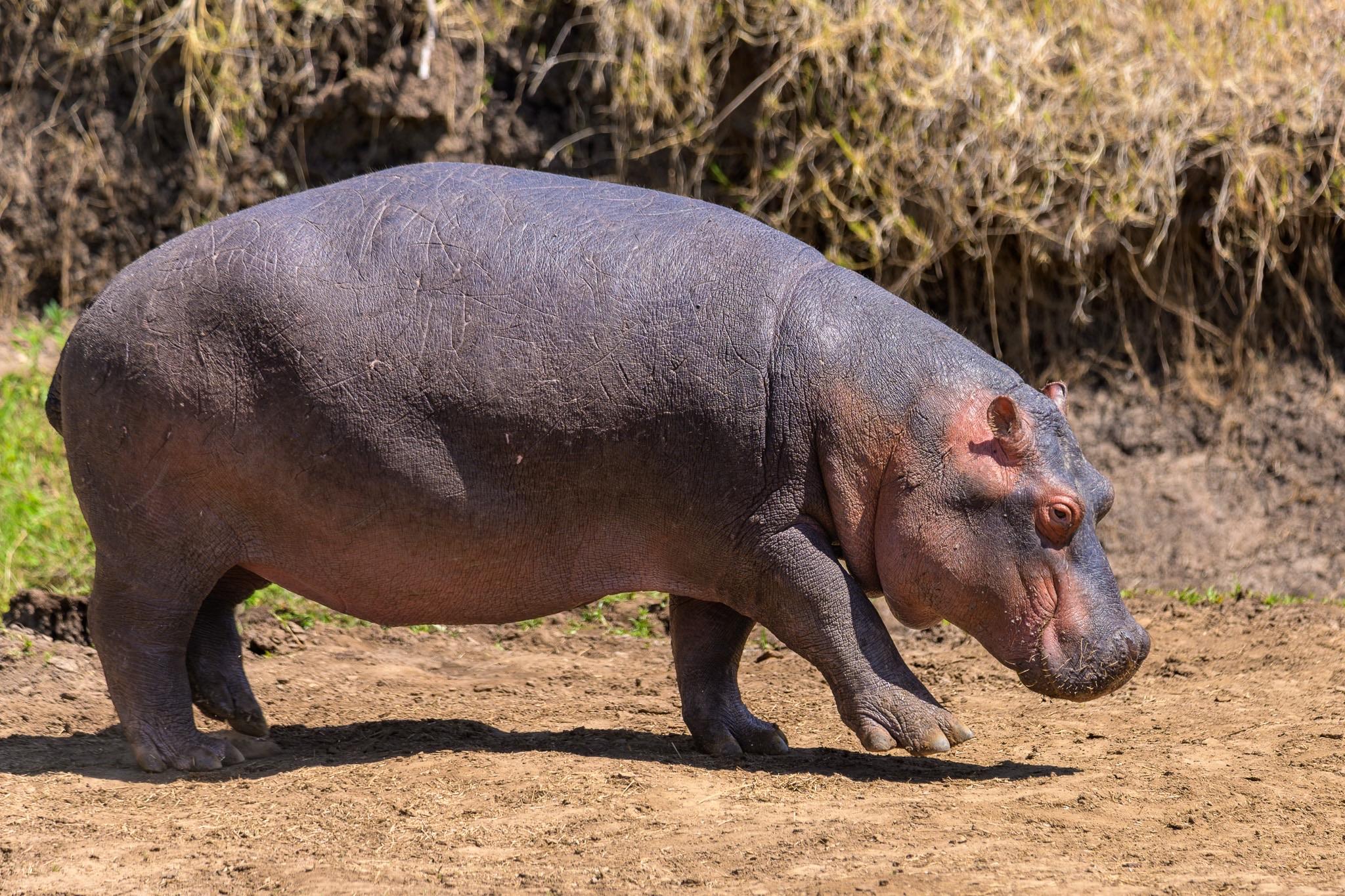 A hippo walking on dry ground, showcasing its large body and distinct features, with a natural background of grass and dirt.