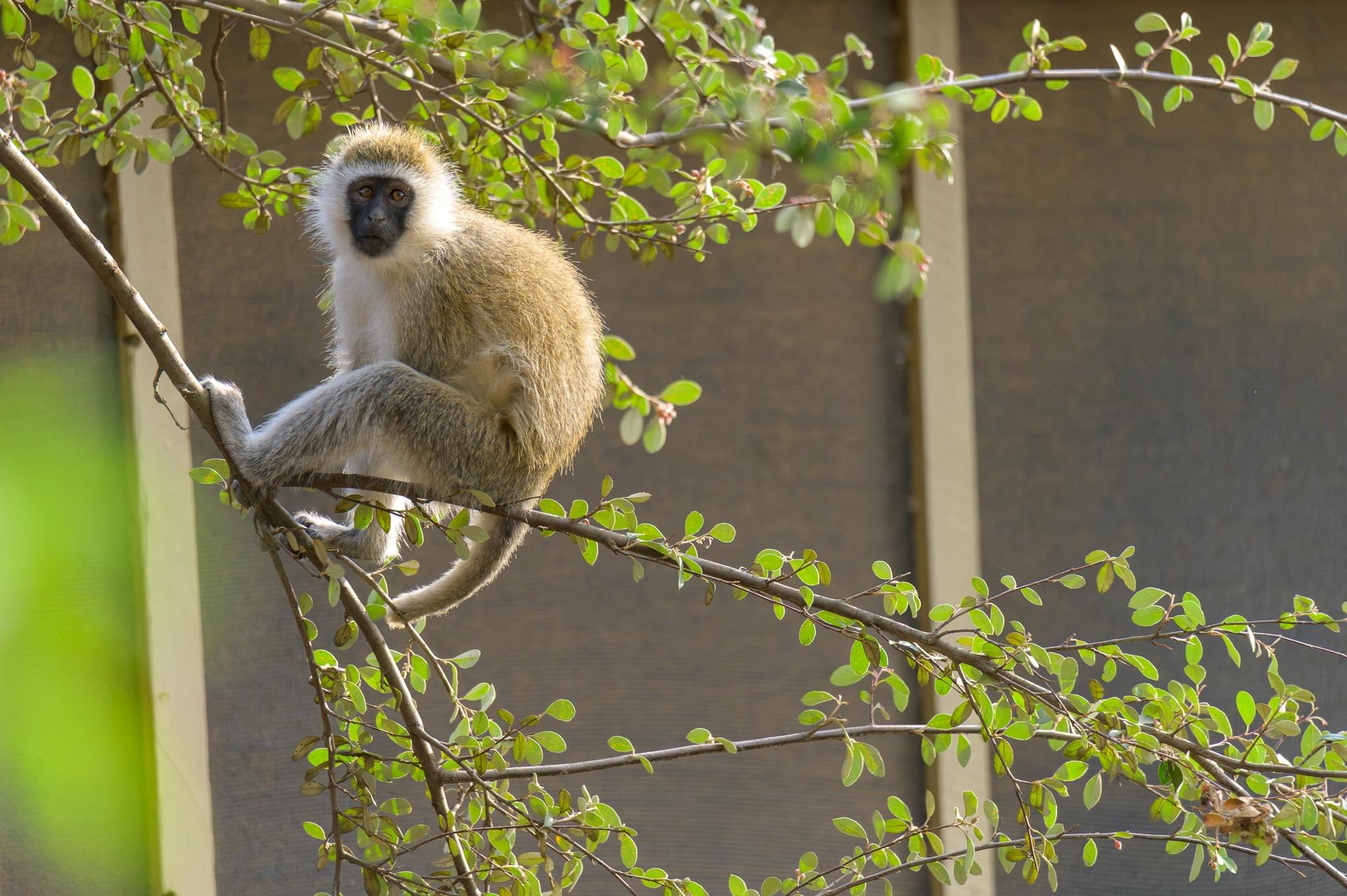 A vervet monkey sits on a branch, surrounded by green leaves. The background features a muted, neutral-colored structure. The monkey has a light brown and cream-colored coat, with dark facial features and expressive eyes.