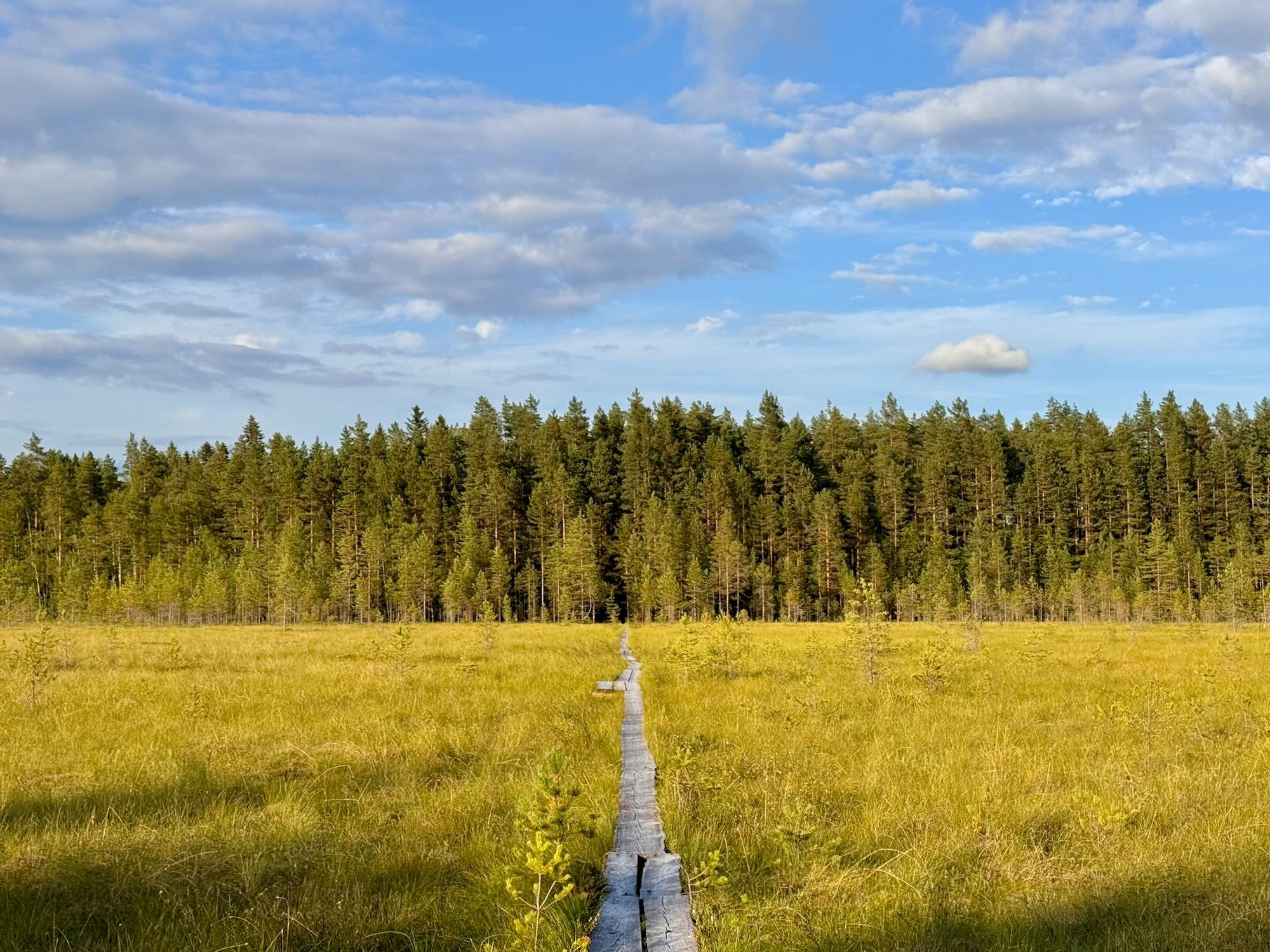 A narrow wooden boardwalk runs straight through a broad golden meadow toward a dense forest. The path begins at the bottom center of the image and gradually narrows into the distance, creating a strong sense of perspective and leading the eye to the dark opening in the trees. Young birch and conifer trees are scattered through the meadow, while a continuous forest of tall pines and birches forms the horizon. Above it, a vast blue sky is filled with layered white and gray clouds. Warm, low sunlight illuminates the grass and treetops, contrasting with the darker forest.