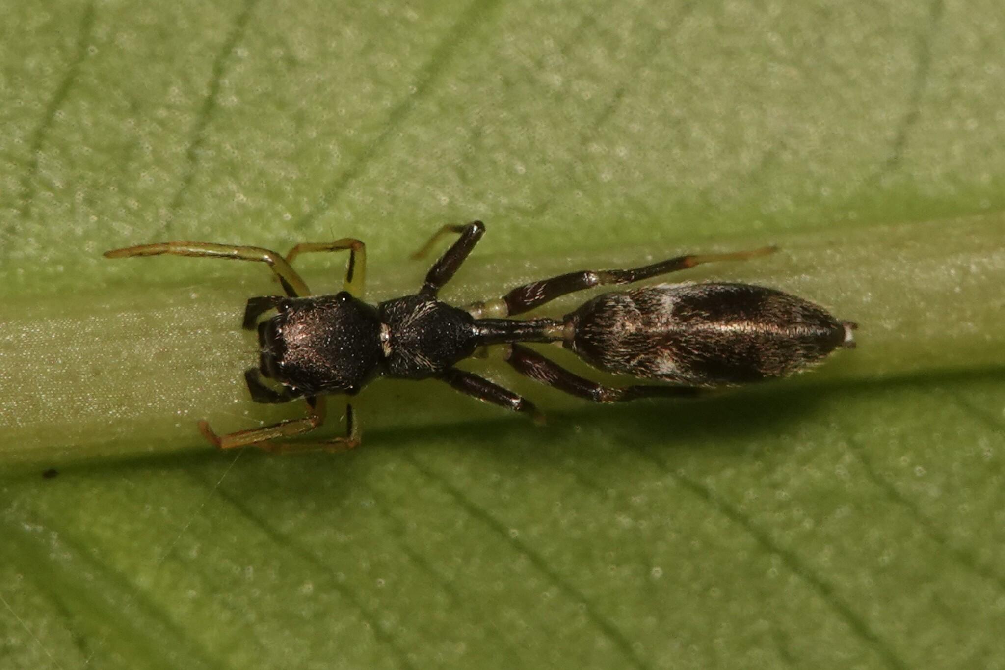 Top view of a spider on a leaf. It is dark with an elongated shape. The abdomen is attached to the body through a thin stalk like an ant.