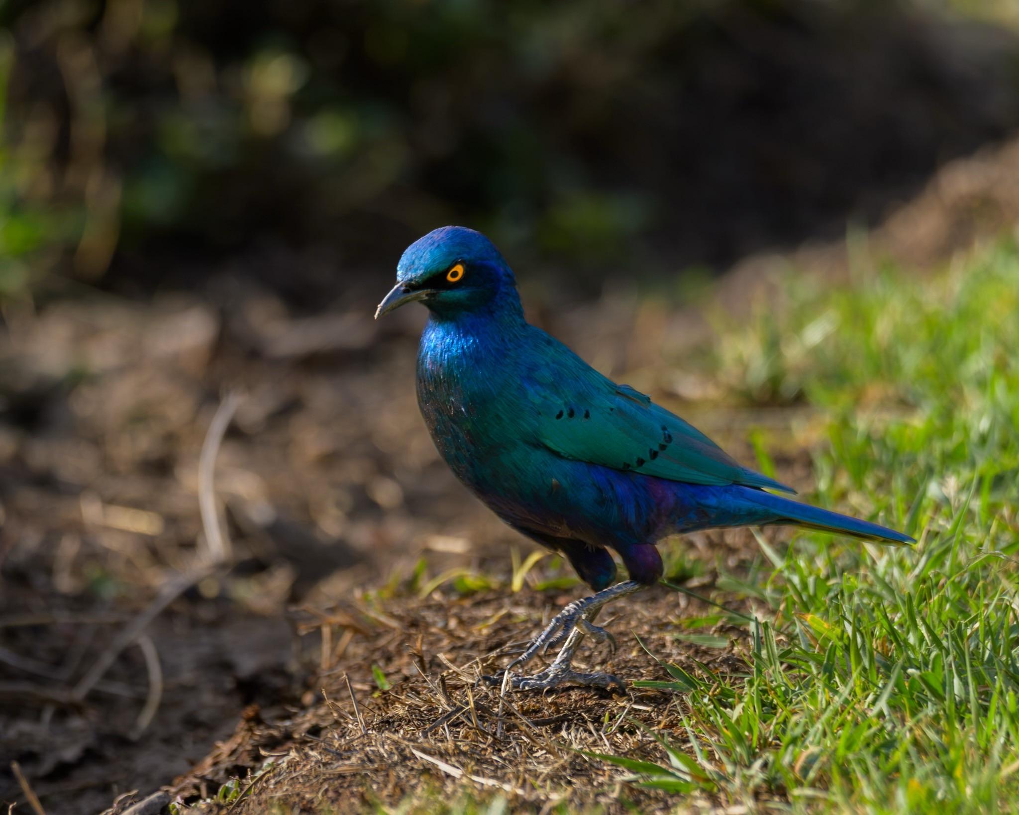 A vibrant blue and green bird is standing on the ground, with a distinctive orange eye. The background features blurred greenery and earthy tones.