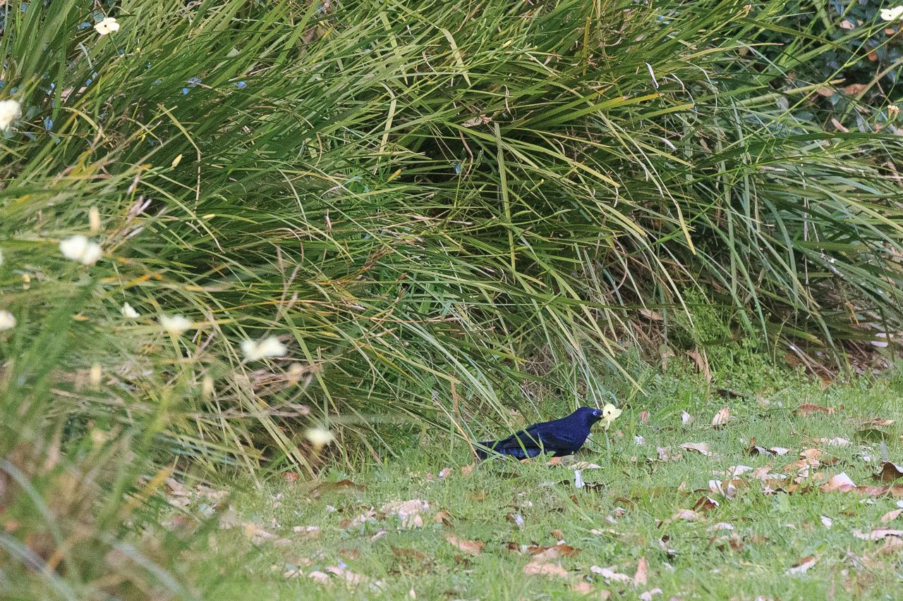 The same Bowerbird now facing the opposite direction, with a flower in its beak.