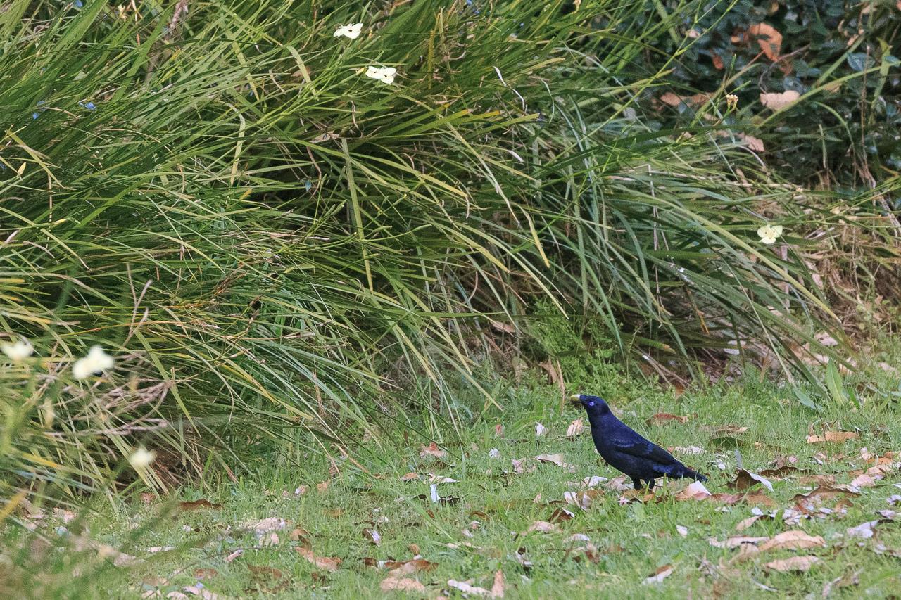 A dark blue bird slightly smaller than an Australian Magpie standing on the ground in front of a series of  plants that look a bit like lomandra. There are white flowers (about 4cm in diameter) poking out of them.