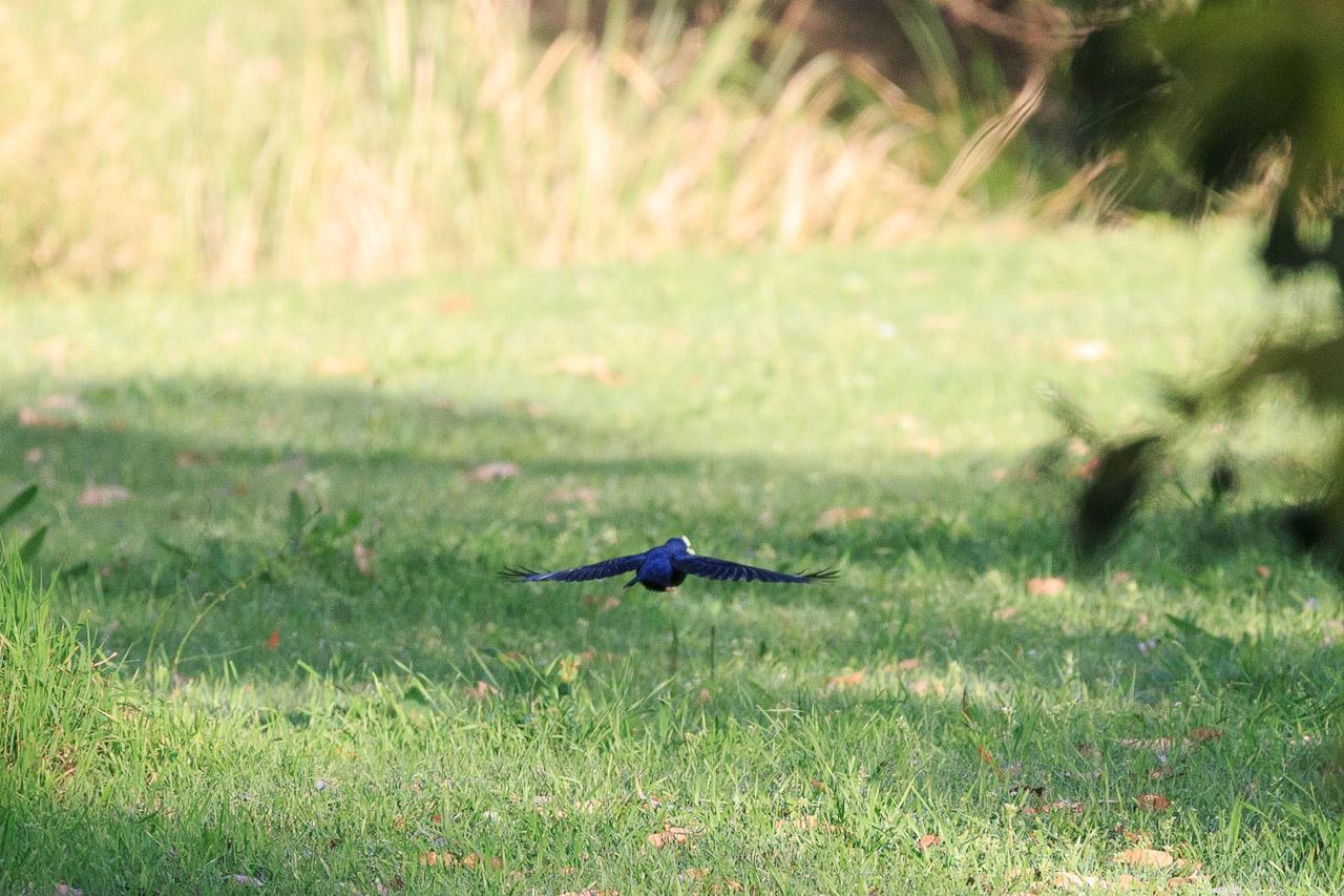 Now the bowerbird is flying away from the camera with the flower in its beak.