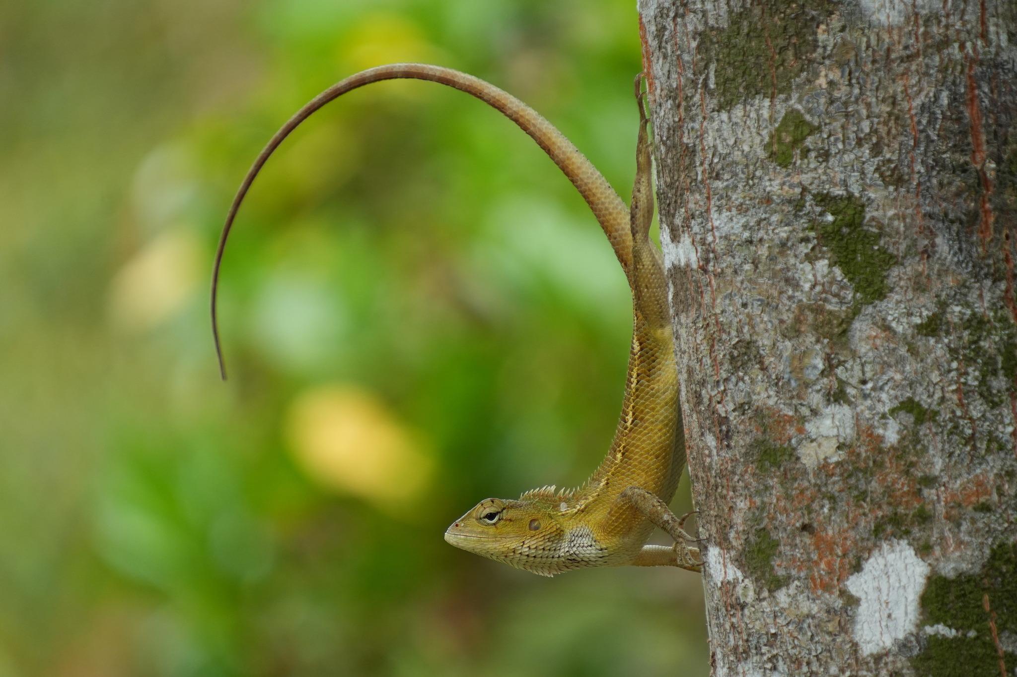 A medium-sized lizard posing on a tree trunk. It is in shades of brown with a small raised toothed crest behind its head on the neck. It is posed vertically downwards on the tree trunk, with the head pointed out horizontally to the left. The tail sticks out from the trunk, and makes a graceful curve above the head.