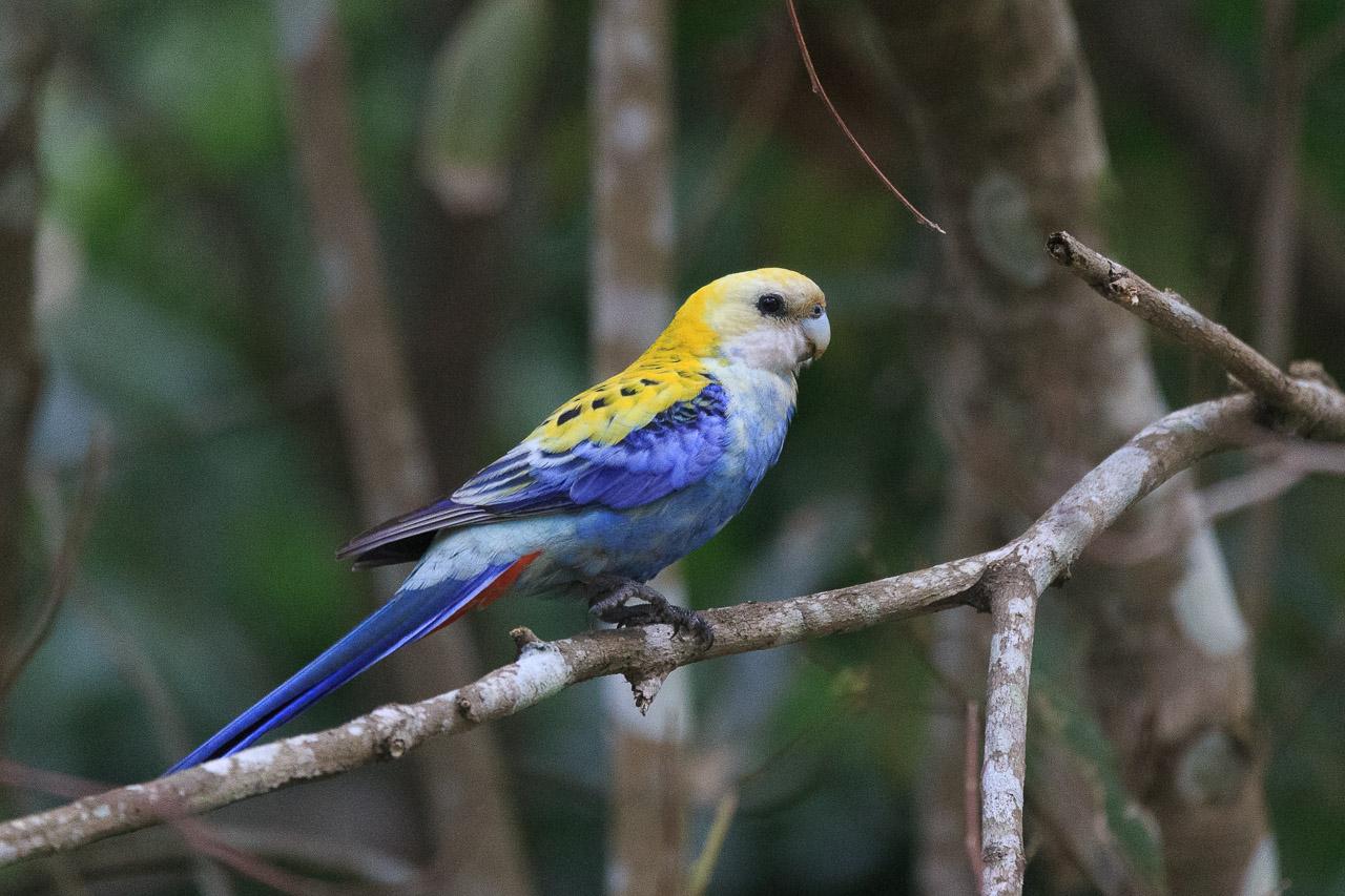 A parrot with pale yellow head, richer yellow neck and back (with black spots), pale blue chest and belly and rich blue wings and tail and (just visible) a red rump. It is perched on a branch, facing right.