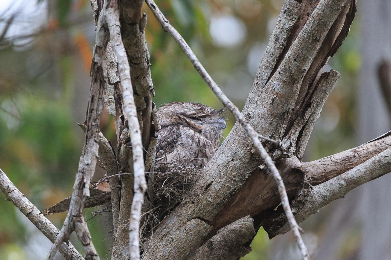 Another Tawny Frogmouth, this time perched on a fairly small nest of twigs in a dead tree. The bird appears to be asleep, which would be normal as they are nocturnal.
