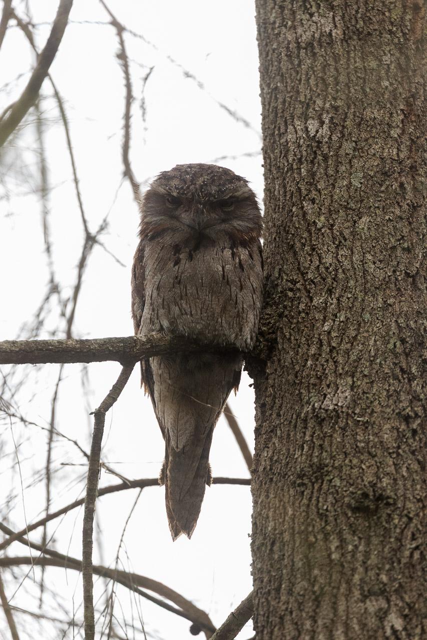 A grey mottled bird, owl like but not an owl, perched in a casuarina tree. It is staring directly at the camera. It has a wide beak, and large yellow eyes.